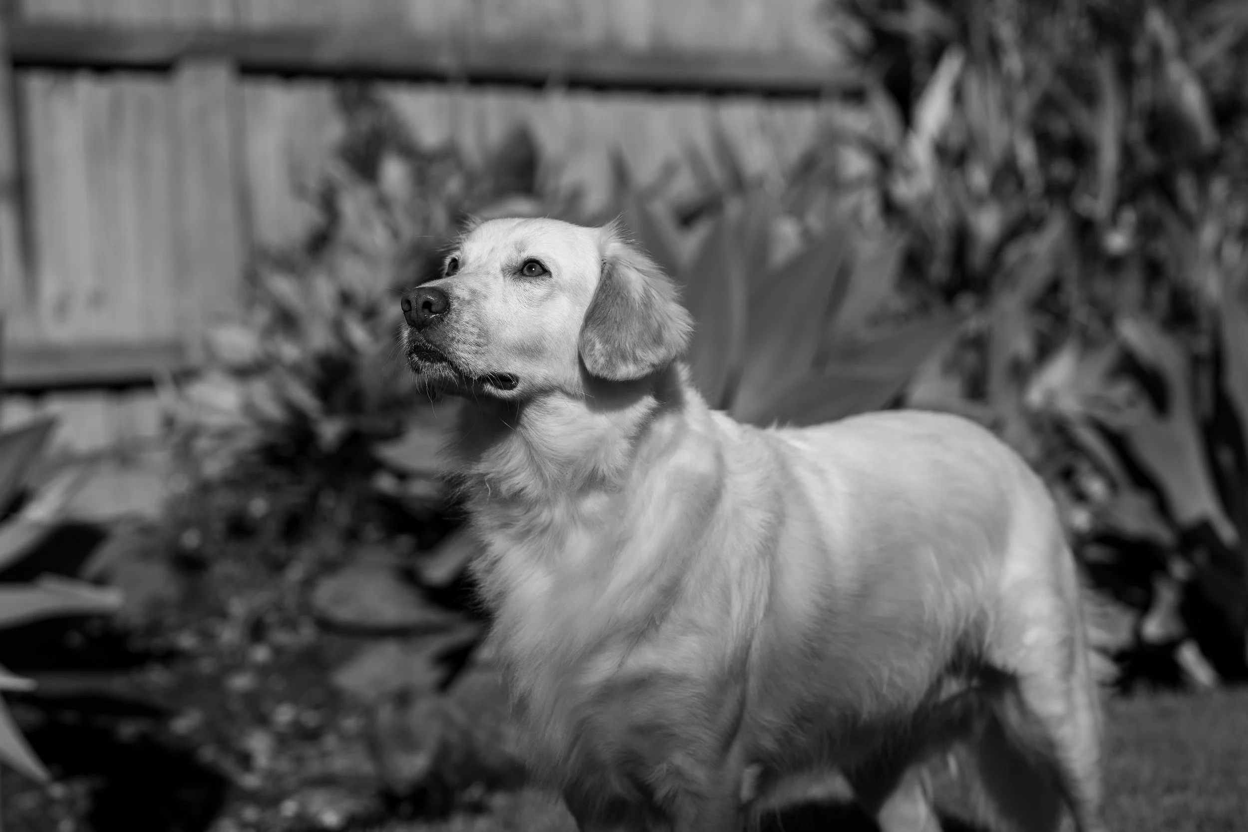 IVY Black and white.jpg