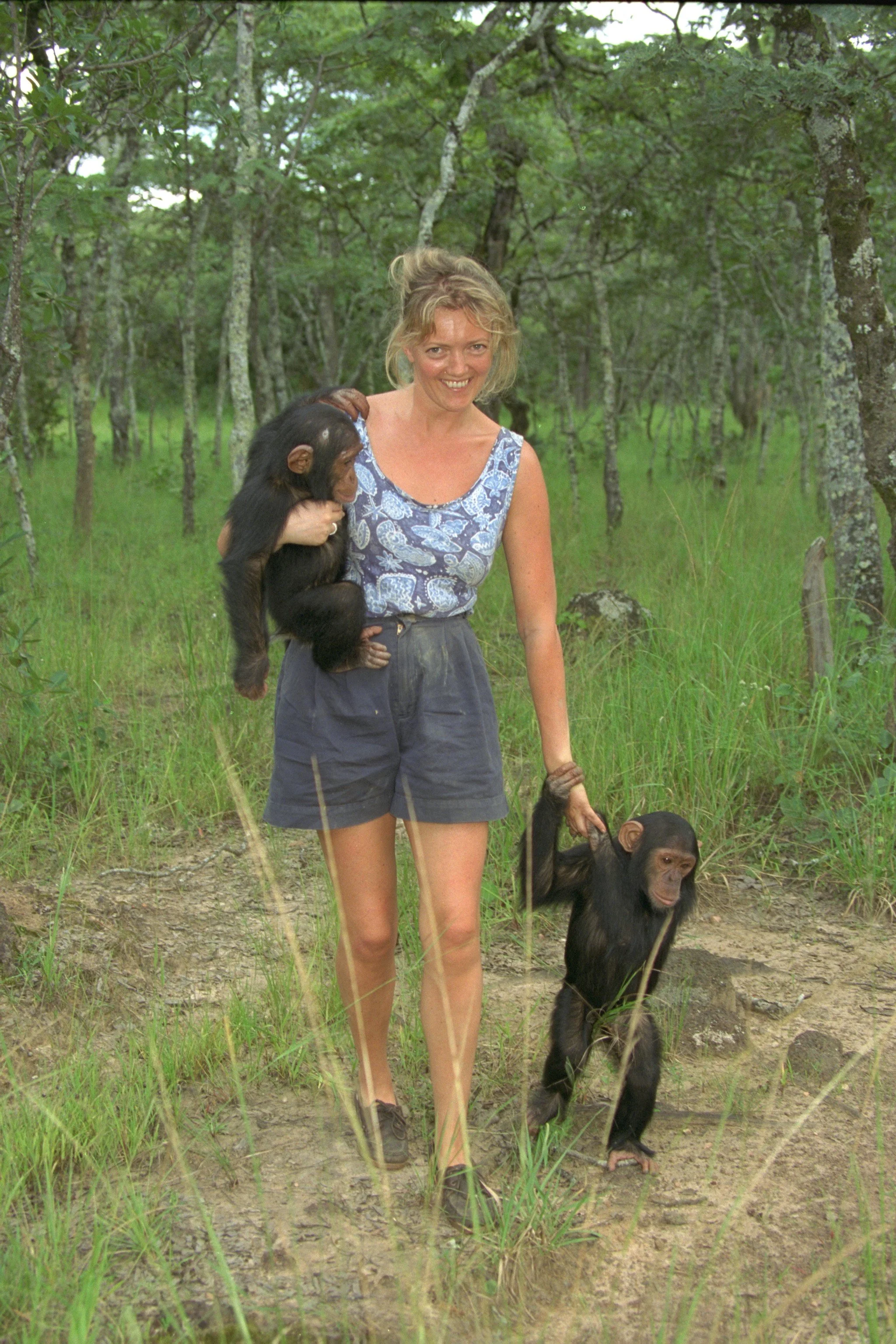 Annabel Heseltine reporting on a chimp orphanage in Zambia,  Daily Mail 1995