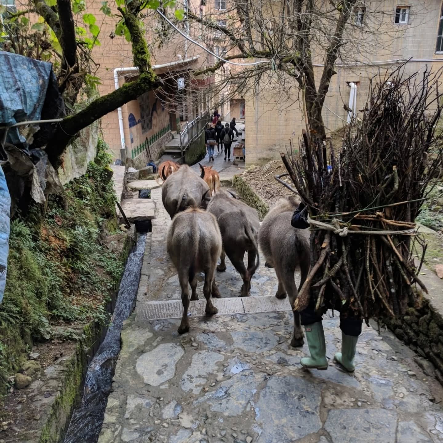 A journey to Yunnan &mdash; guided by taste, story, and memory.

This September, we&rsquo;re leading a small group into the heart of the place that shaped our cooking and deepened our connection to land and culture.

It&rsquo;s not a packaged tour. I
