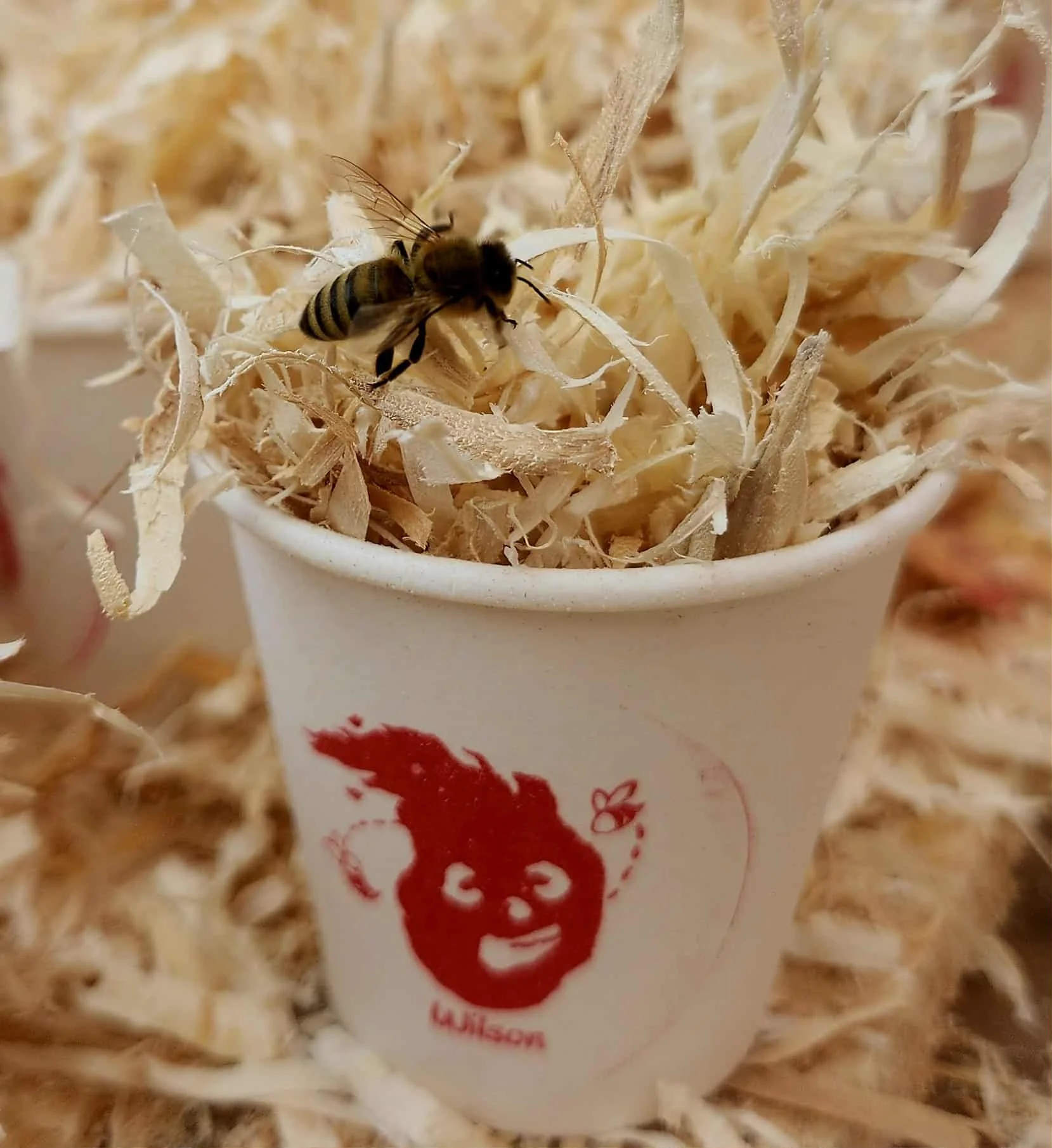 Wilson_Large Bee_Image.jpeg