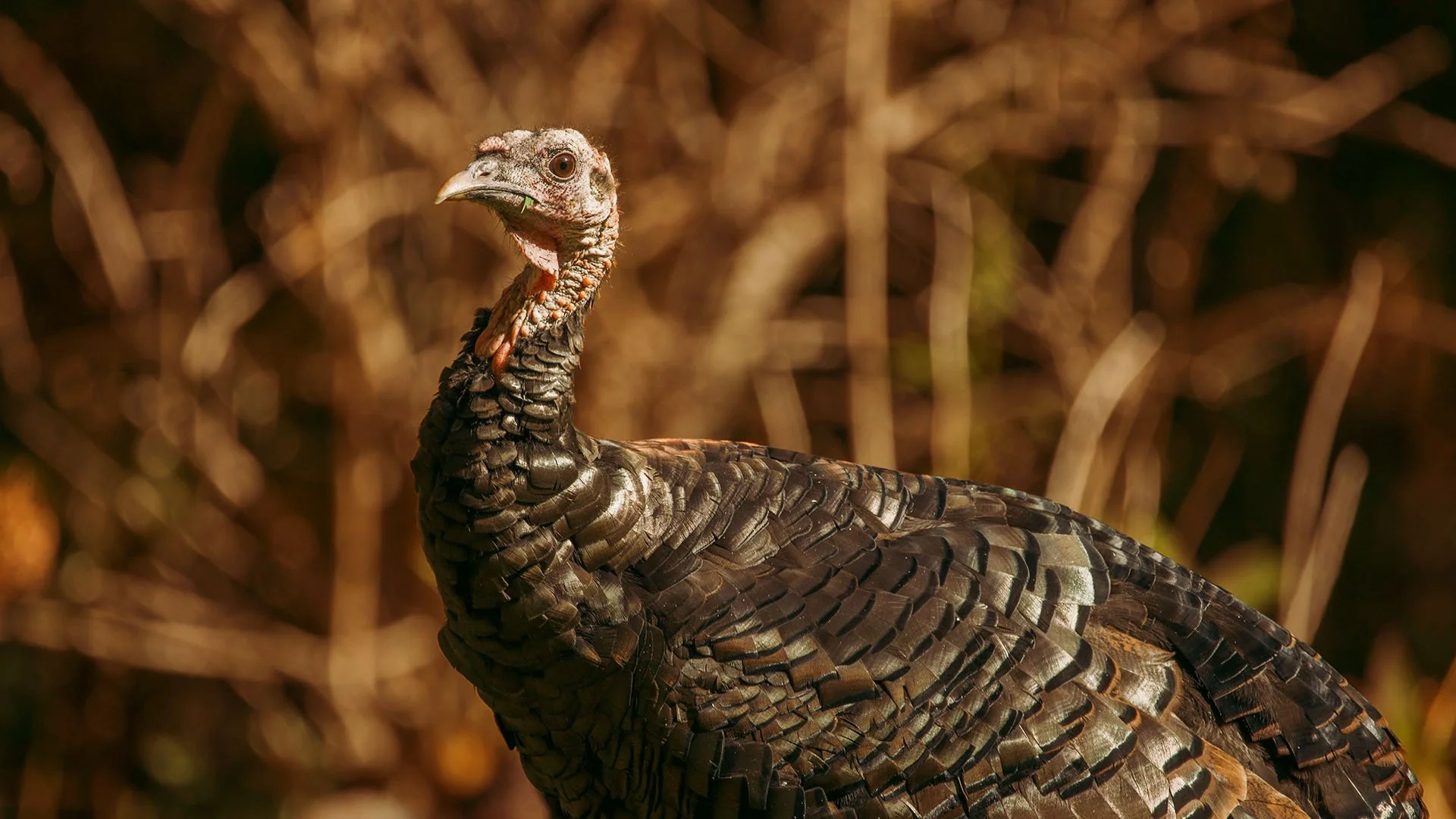 Close-up of a wild turkey with brown and black feathers standing in a natural environment.
