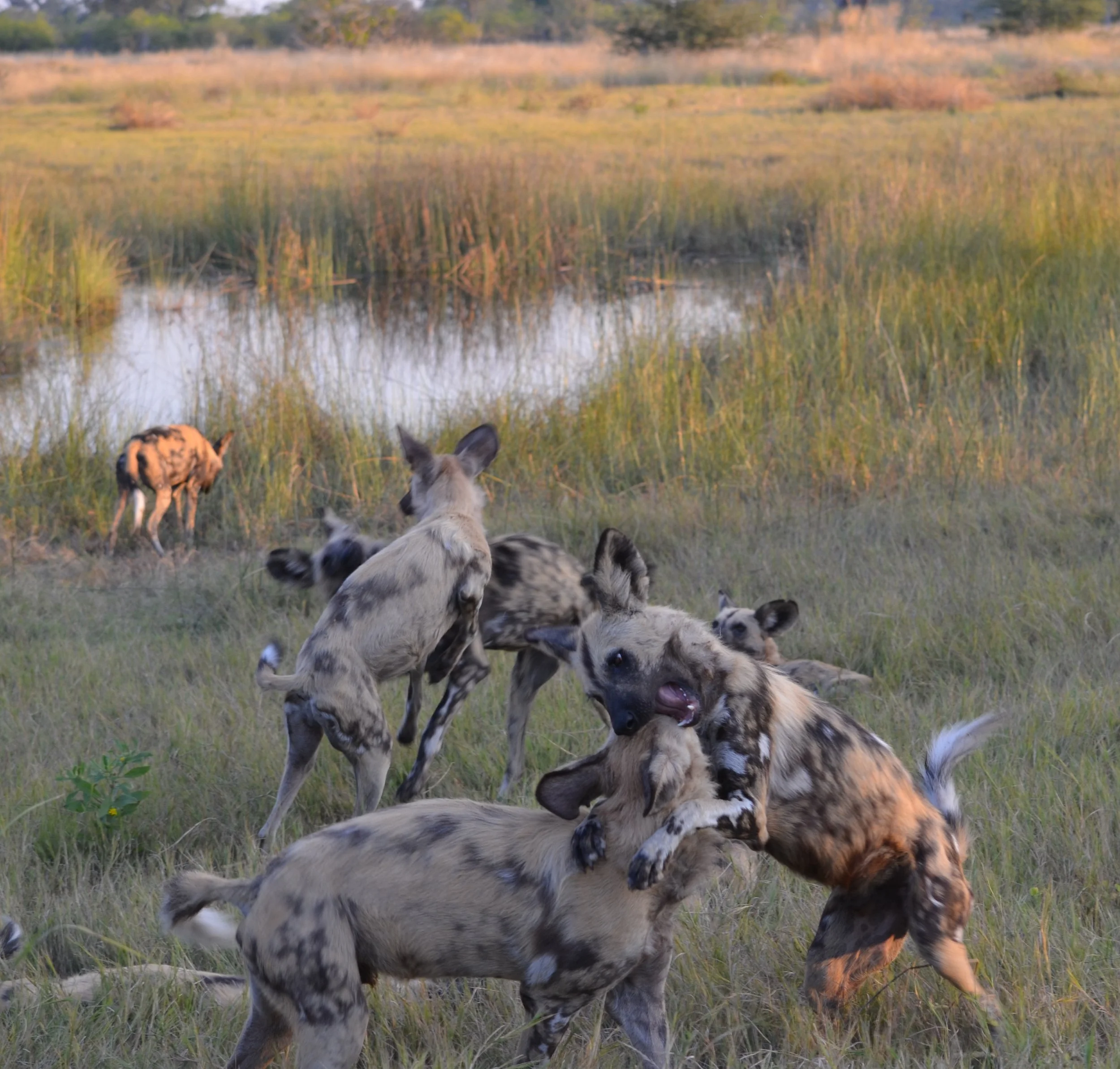 Wild dogs at play