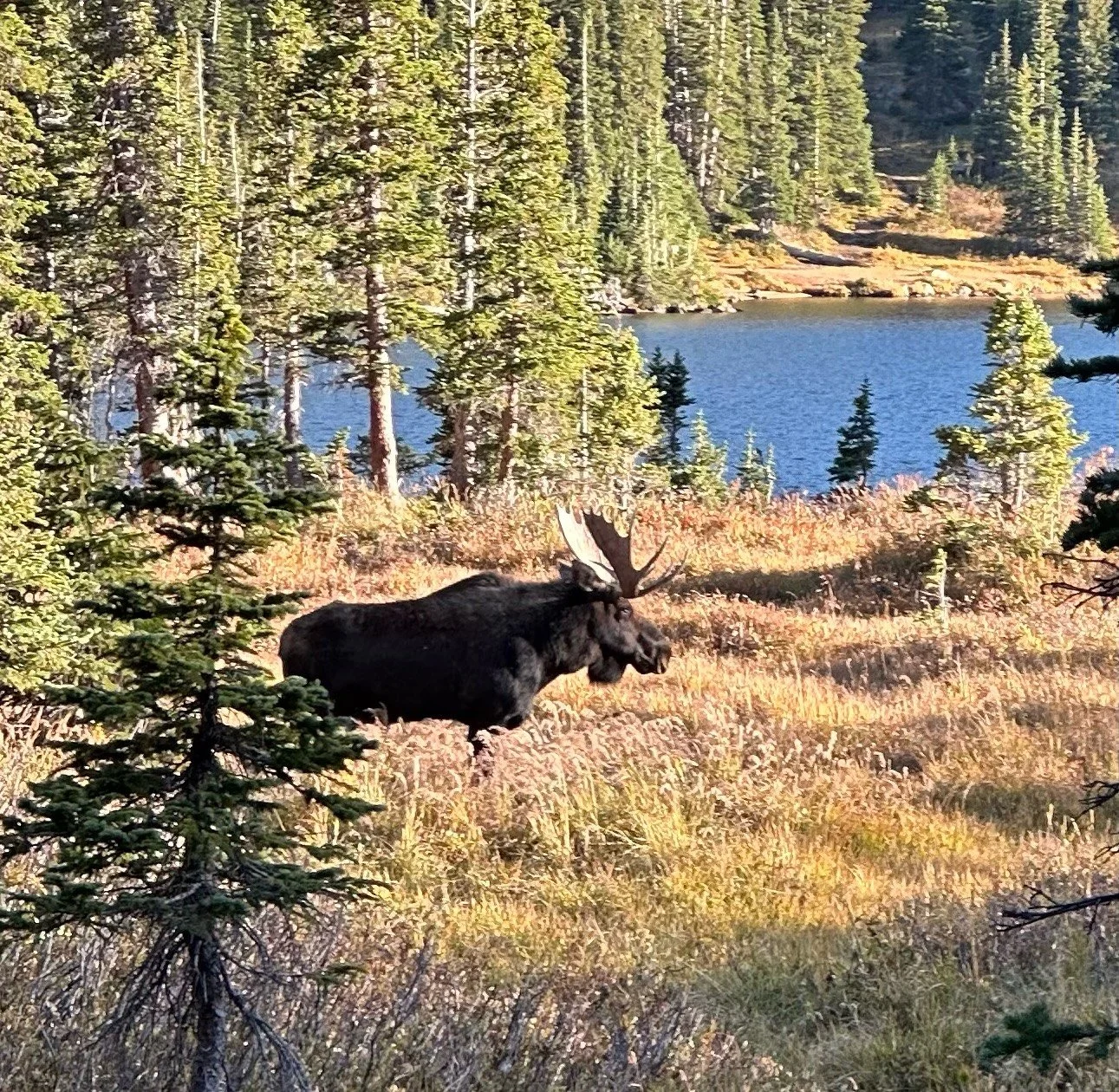 Moose by Long Lake, west of Boulder