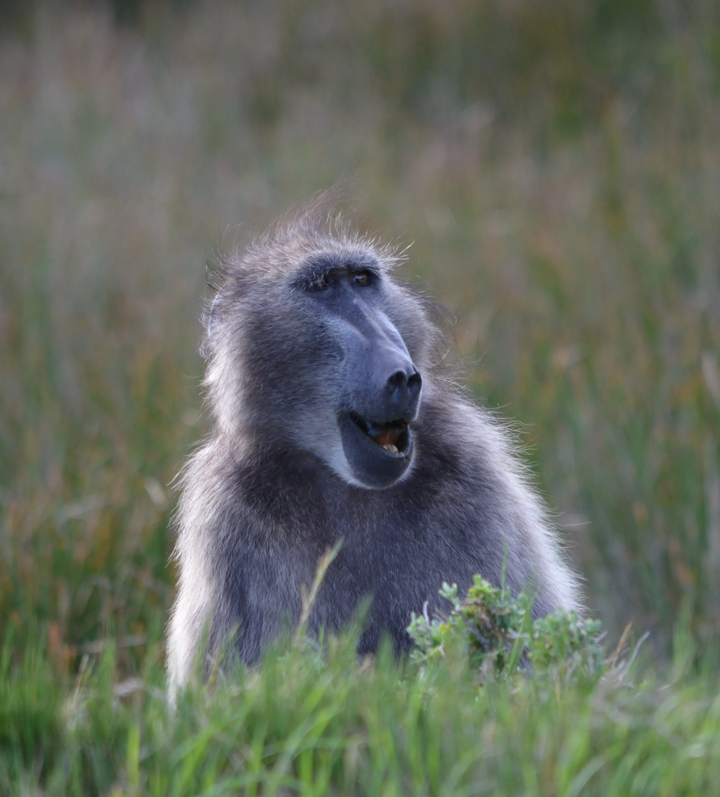 Hyena with backlighting