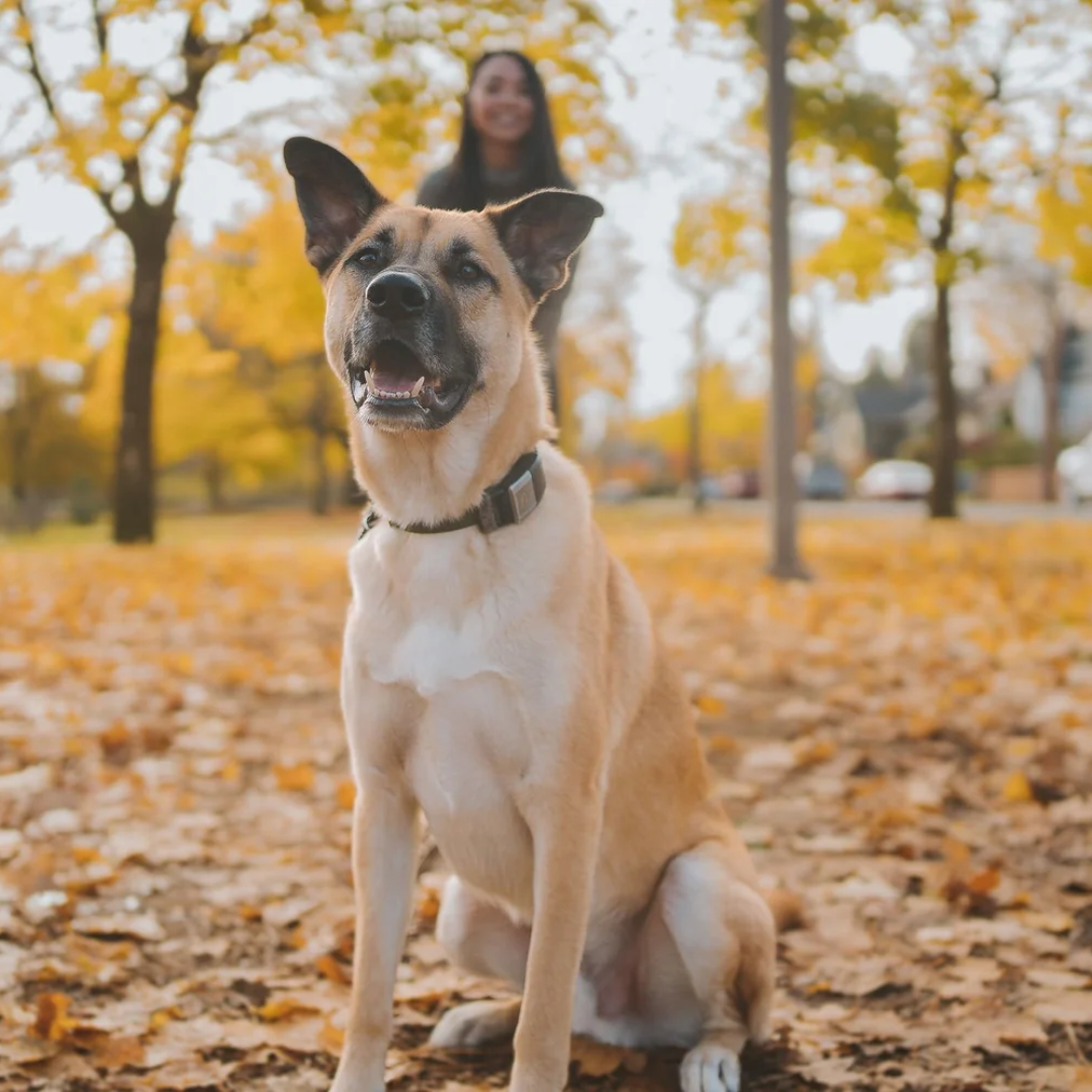 Oliver, German Shepherd and Chief Security Officer at Remedy Functional Medicine.