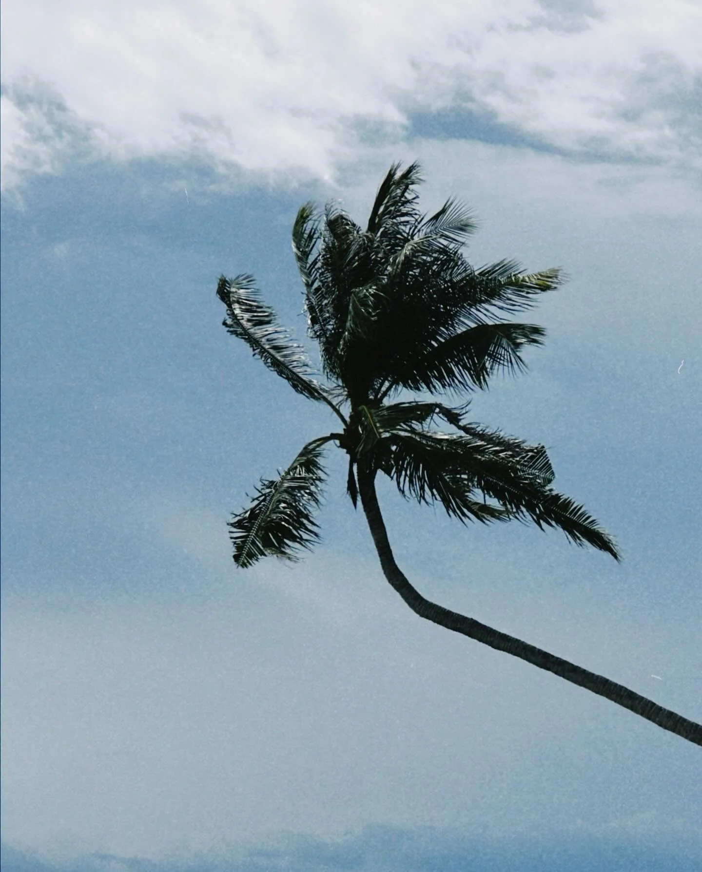 you think you just fell out of a coconut tree?