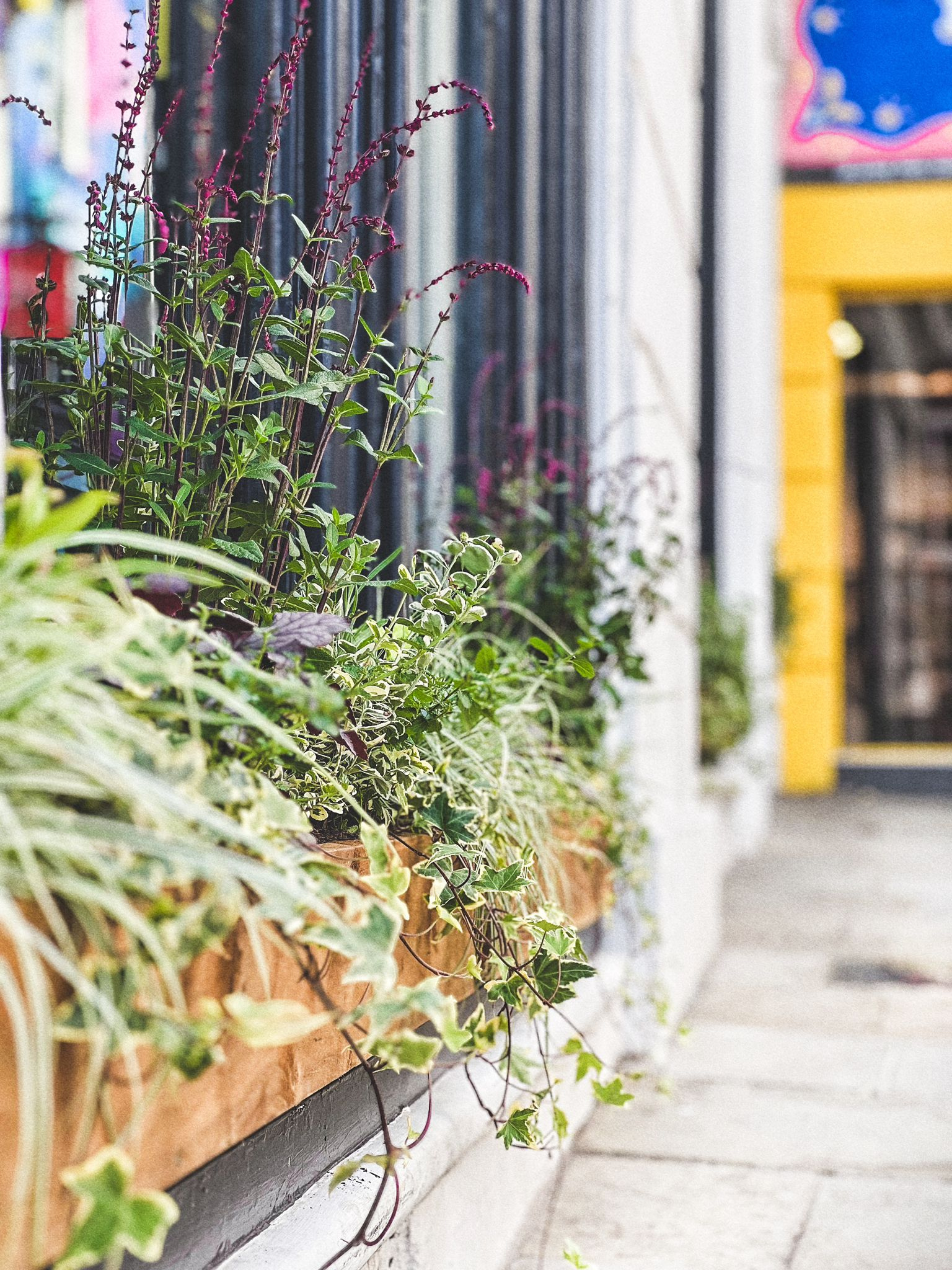 Close-up of potted plants with green and purple leaves on a city sidewalk, with colorful storefronts in the background.