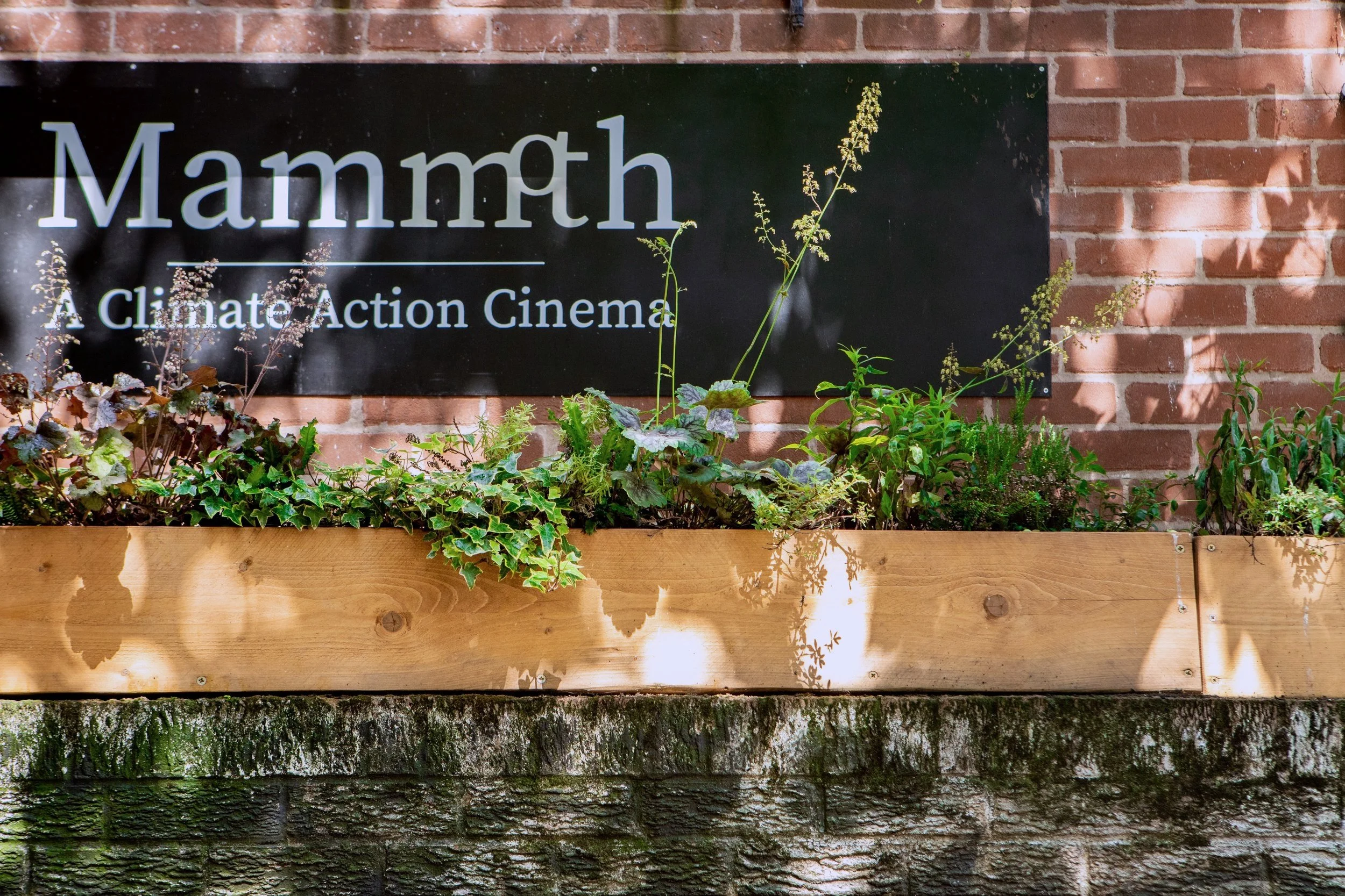 A black sign with white and green text that reads 'Mammth: A Climate Action Cinema,' mounted on a brick wall above a wooden planter box filled with various green plants.