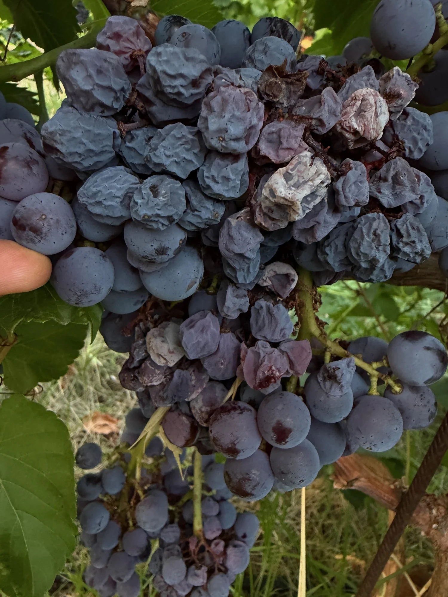 A cluster of Syrah held in the hand at picking