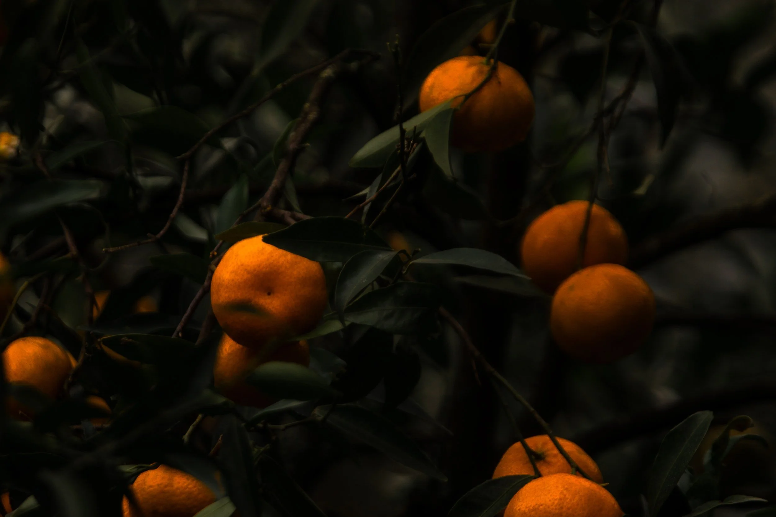 Dark image of a tree with ripe oranges and green leaves, difficult to see clearly.