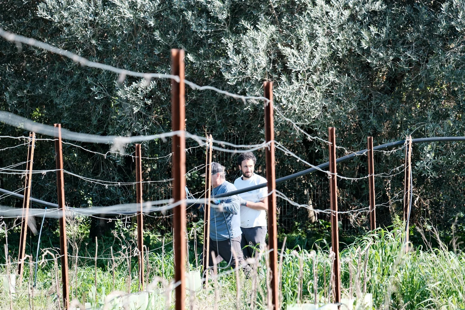 The vineyard seen through the trellis wires