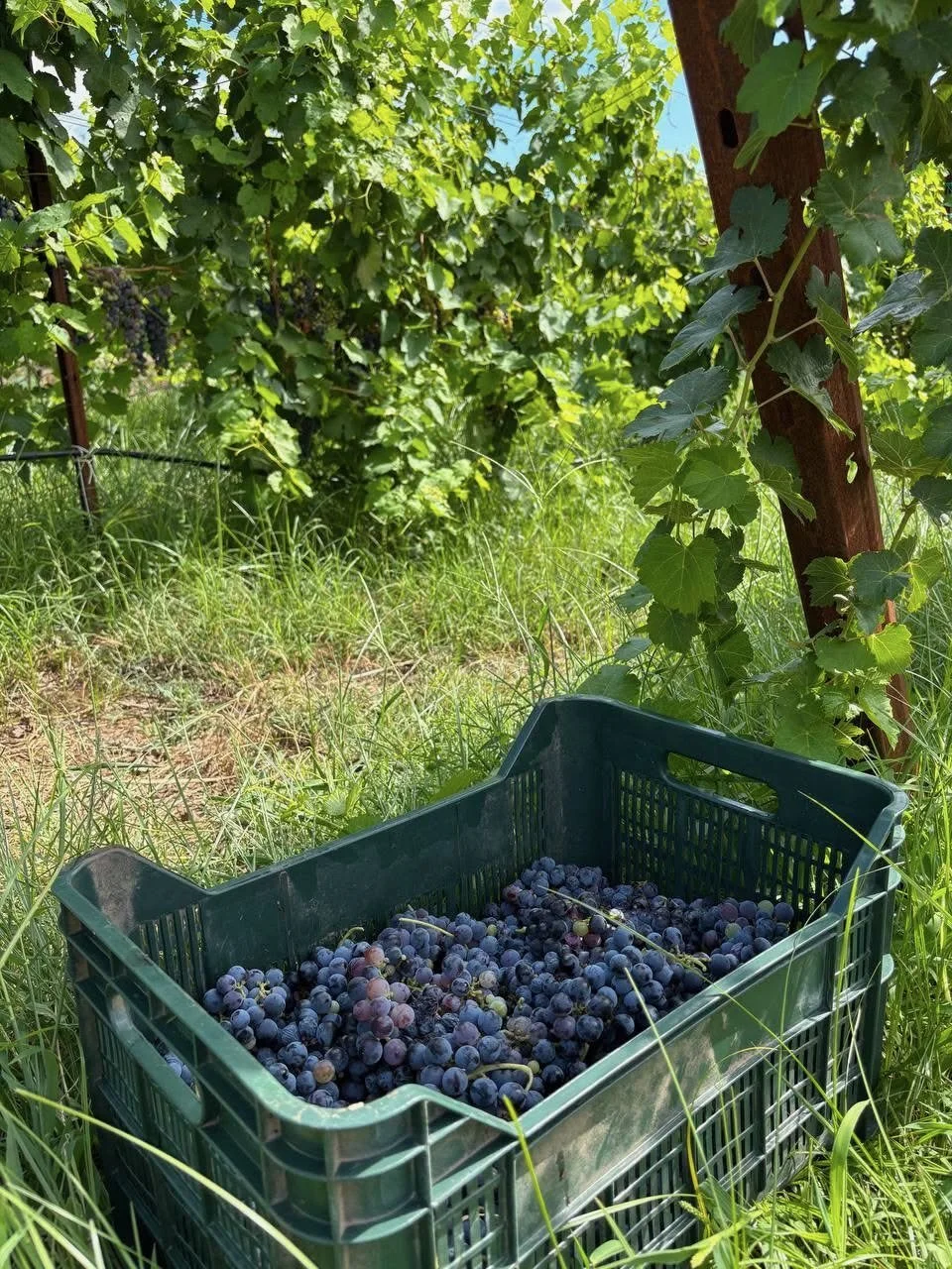 Picked Syrah clusters in a crate, September 2026