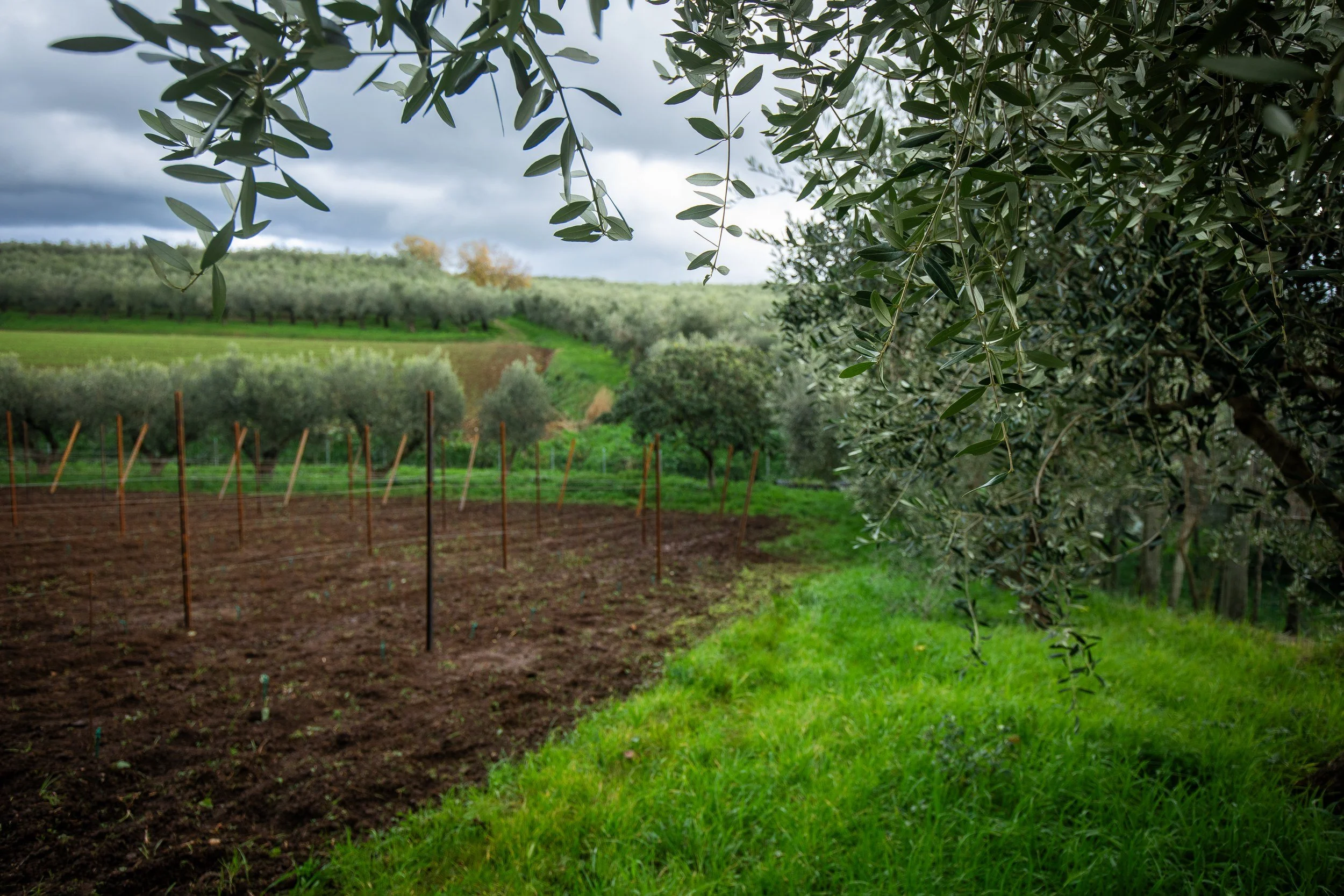 Olive trees in a rural farm landscape with dark clouds overhead.