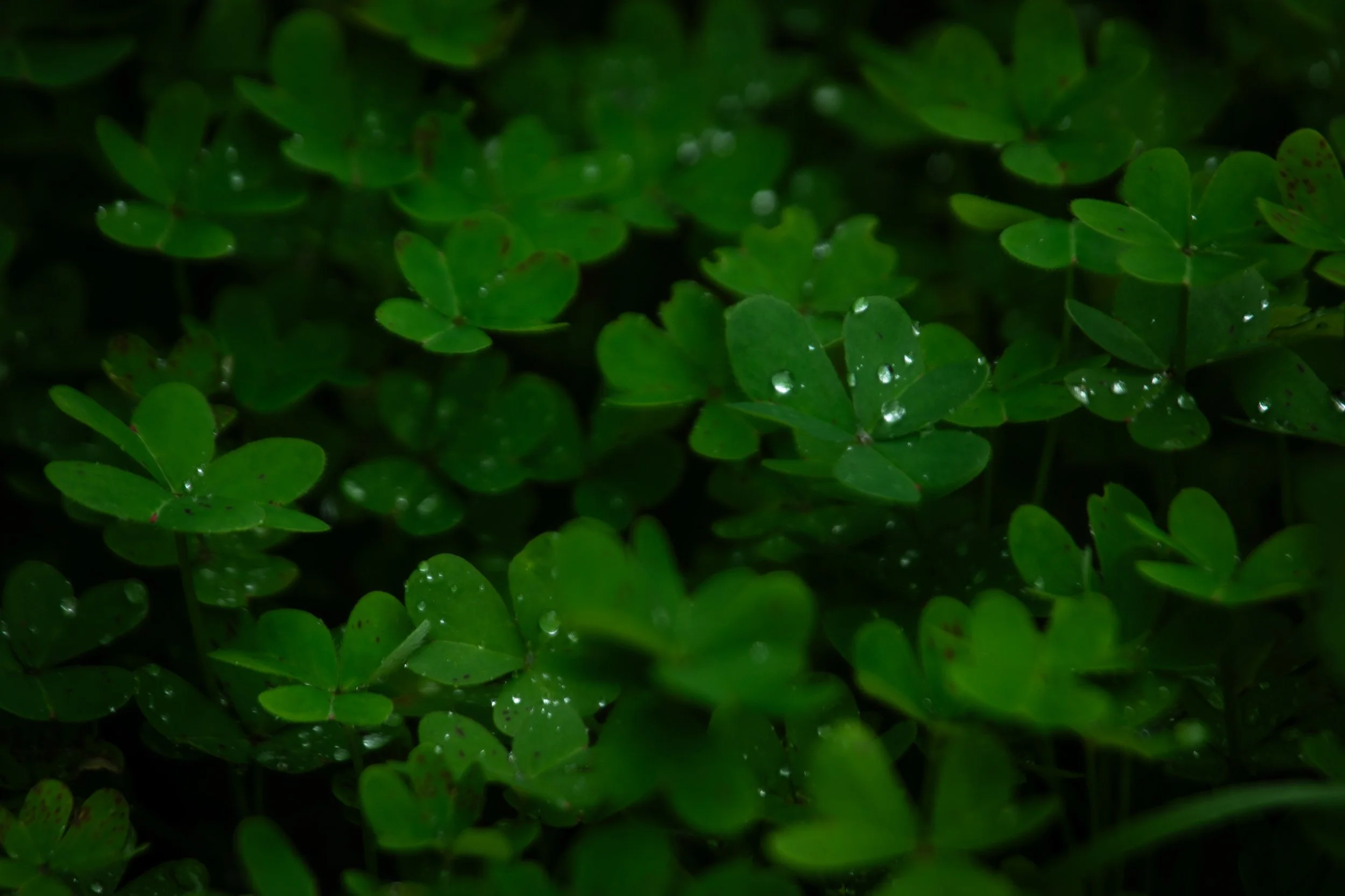 Close-up of green clover leaves with small droplets of water on them.