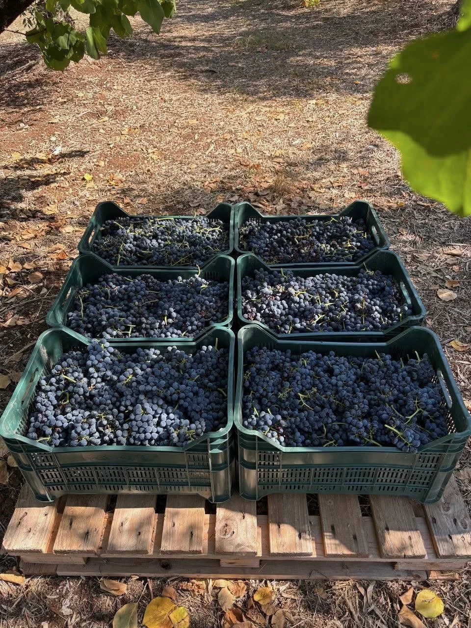 Crates of picked Syrah stacked on a pallet