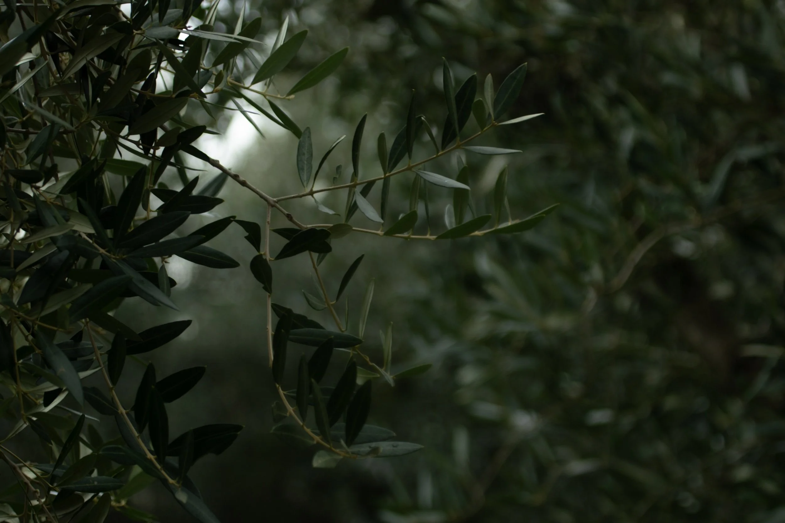 Close-up of green foliage with olive-shaped leaves on branches.
