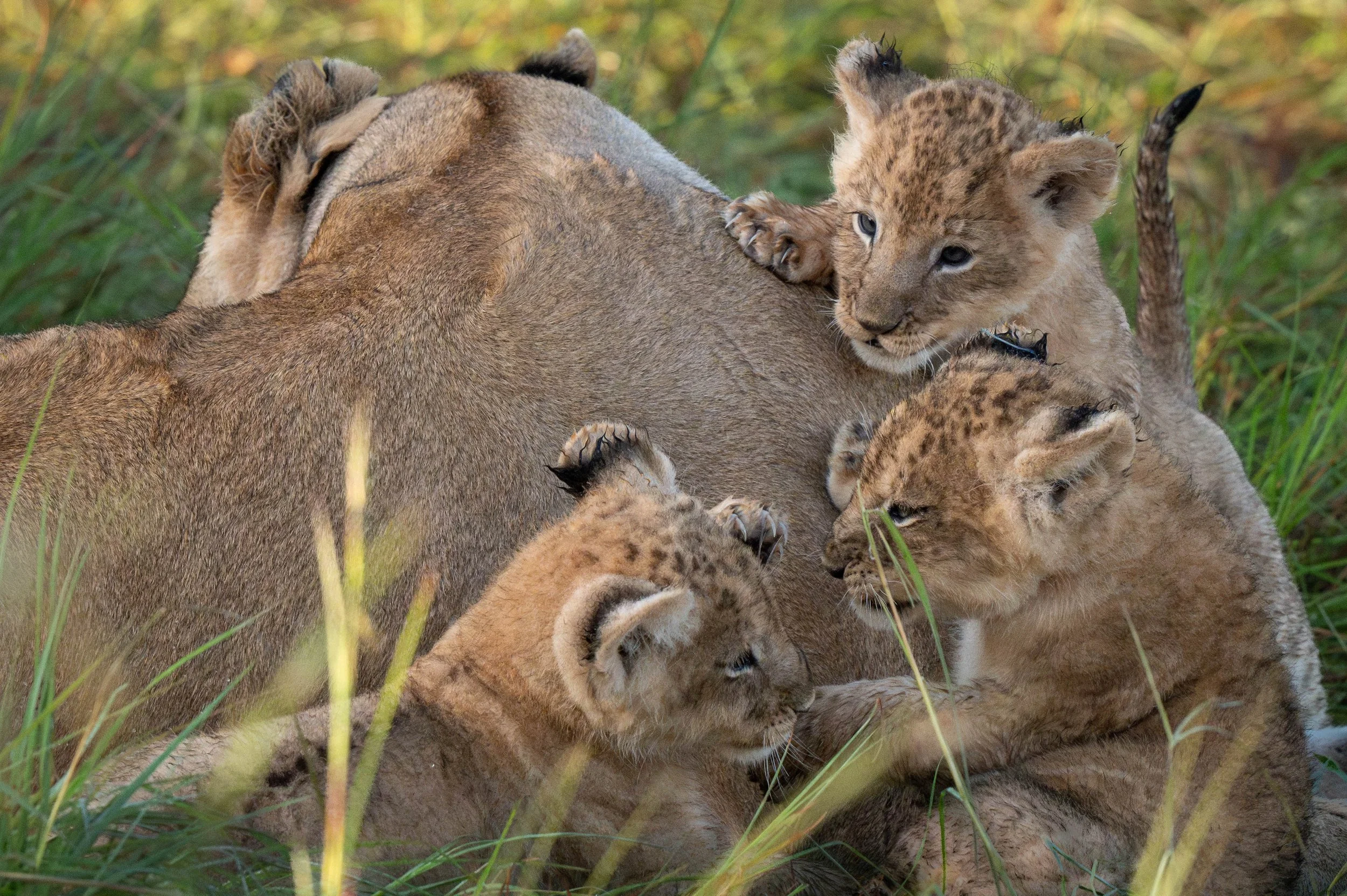 Wild cat in Botswana