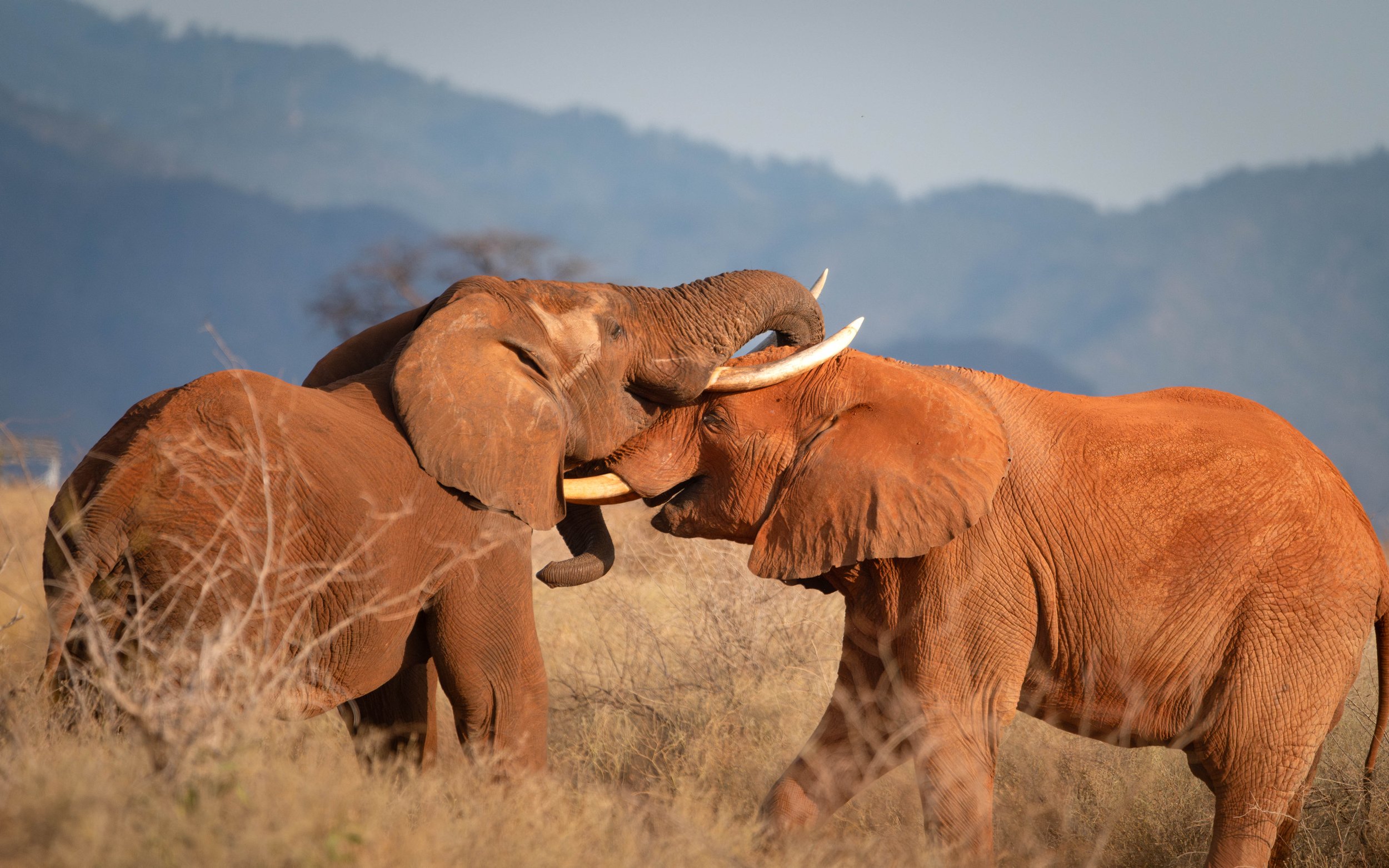 Elephants