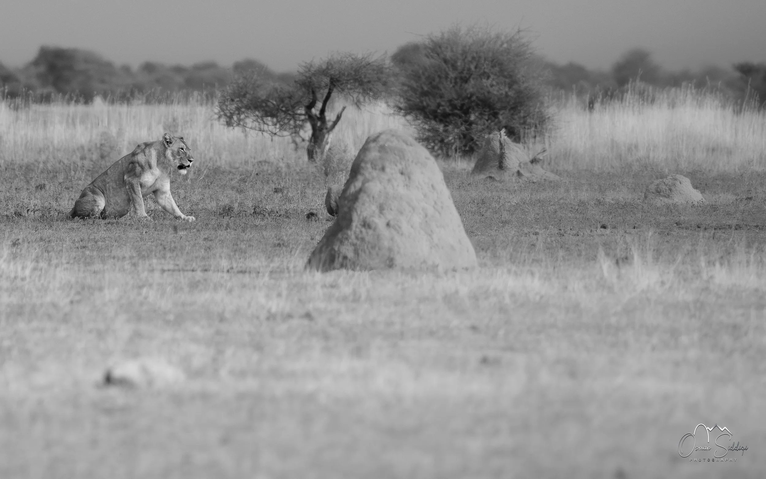 Lion in Amboseli Kenya