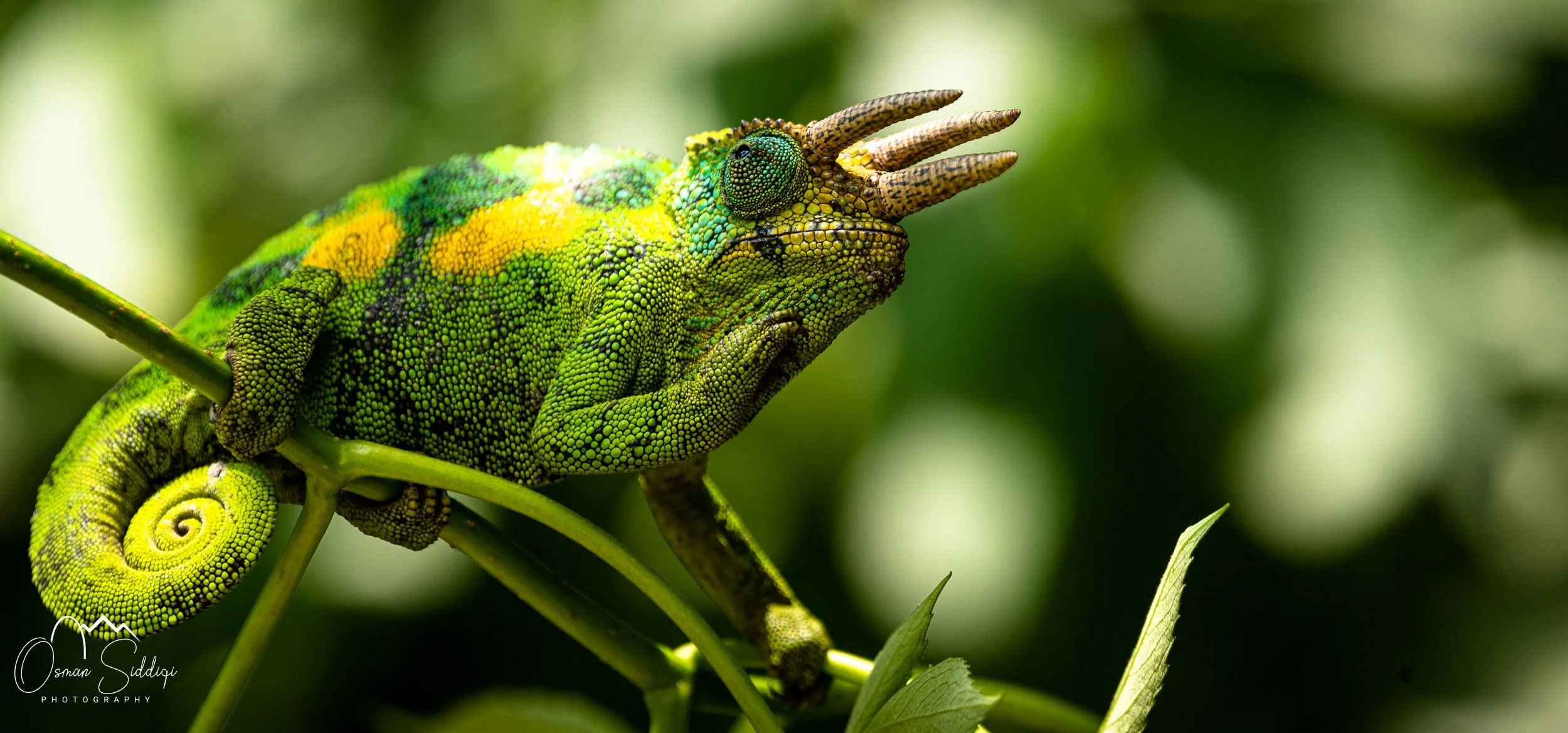 Reptiles