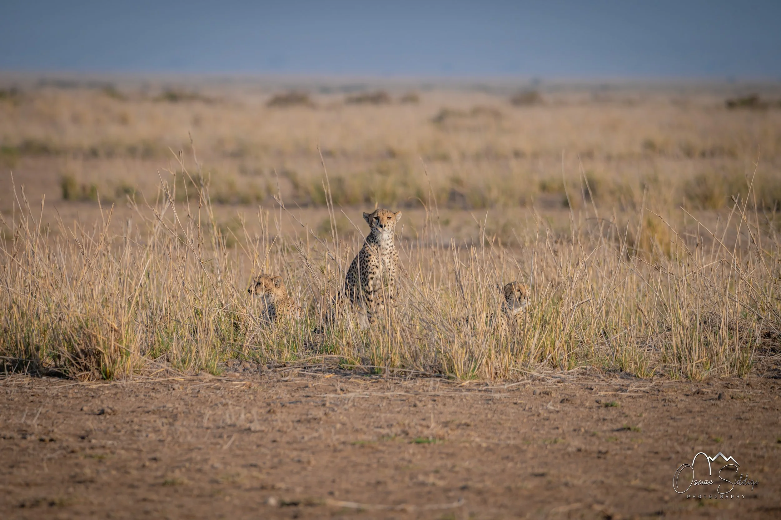 Cheetah hunting in Kenya Amboseli