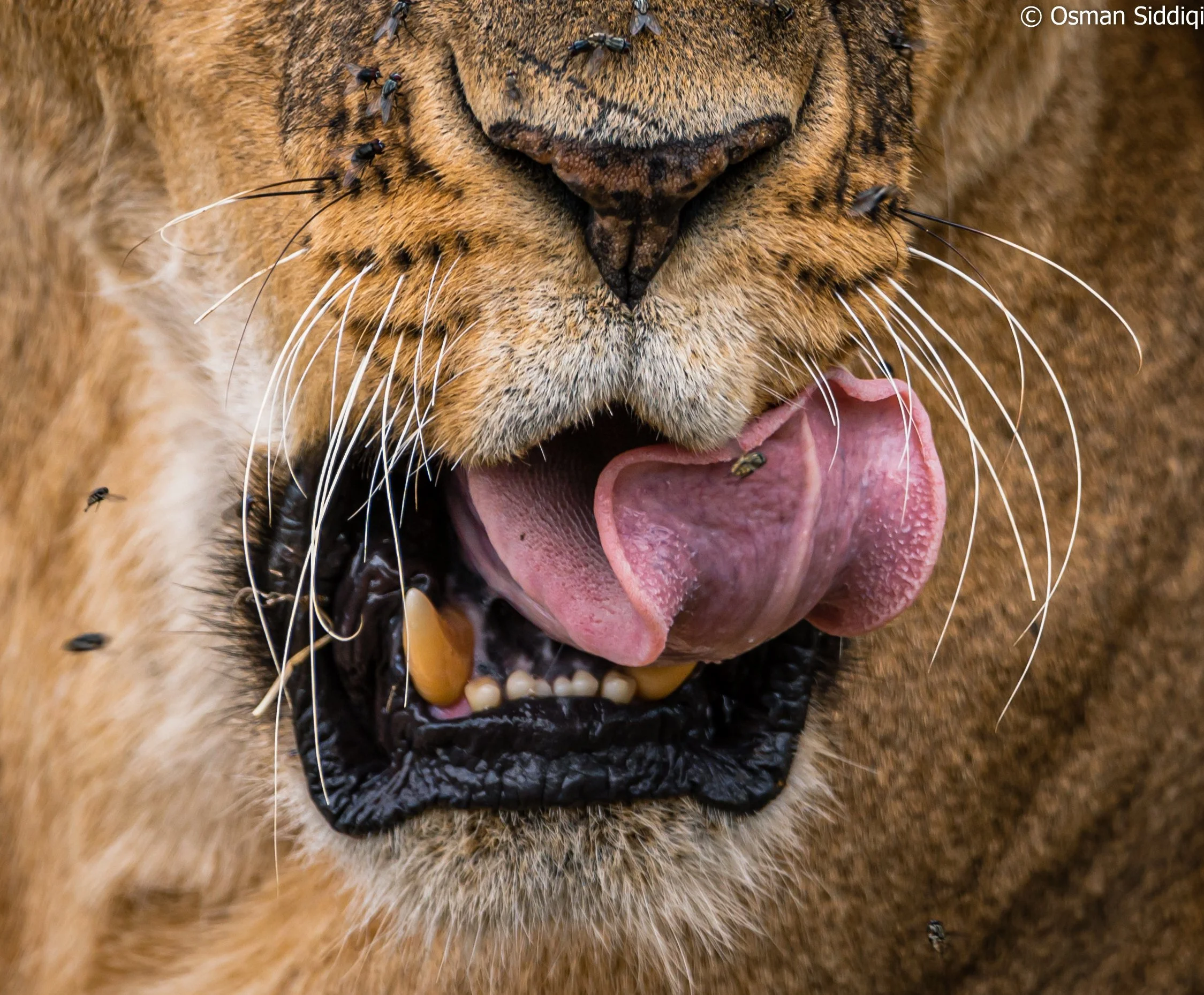Lion in Amboseli Kenya
