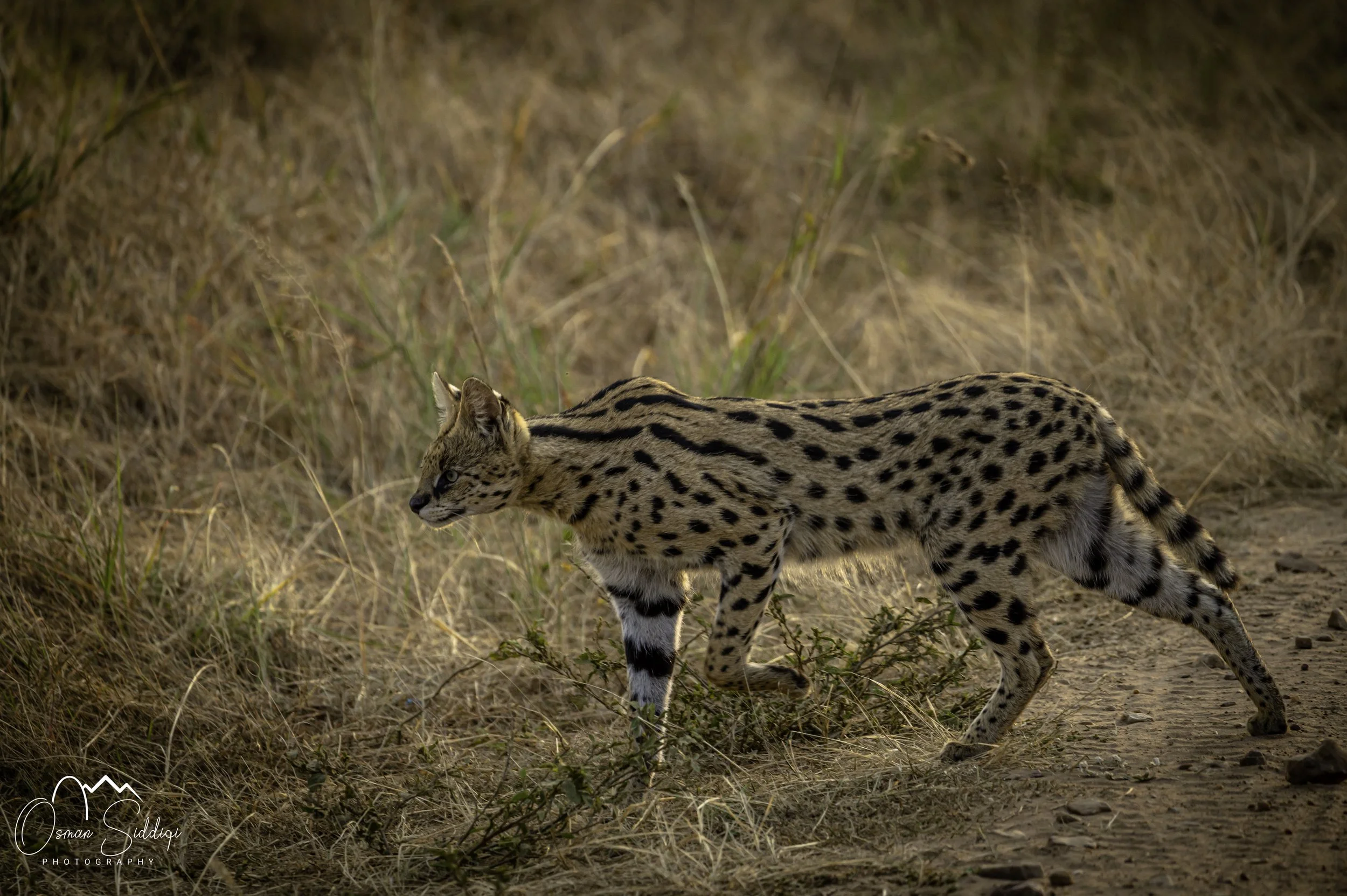Serval in Nairobi National Park hunting a bustard