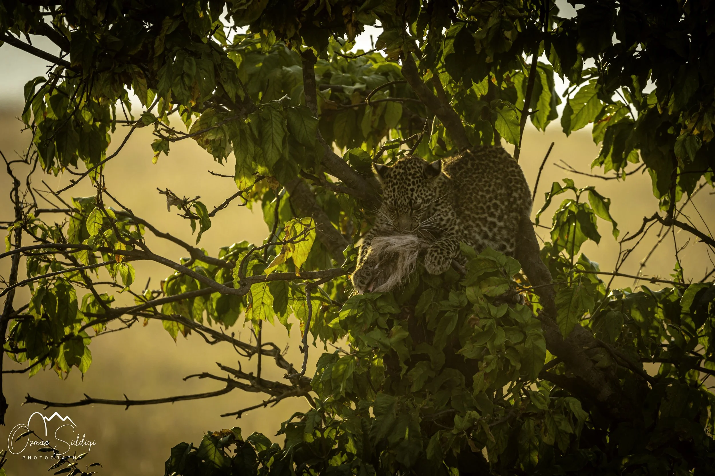 Leopard cub eating