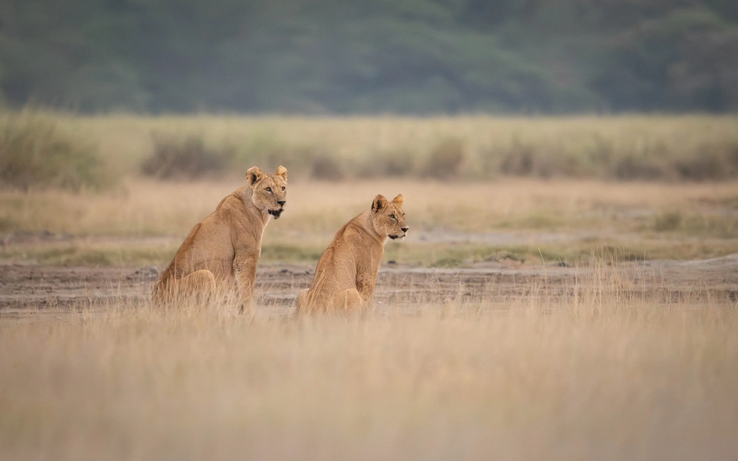 Lion in Amboseli Kenya