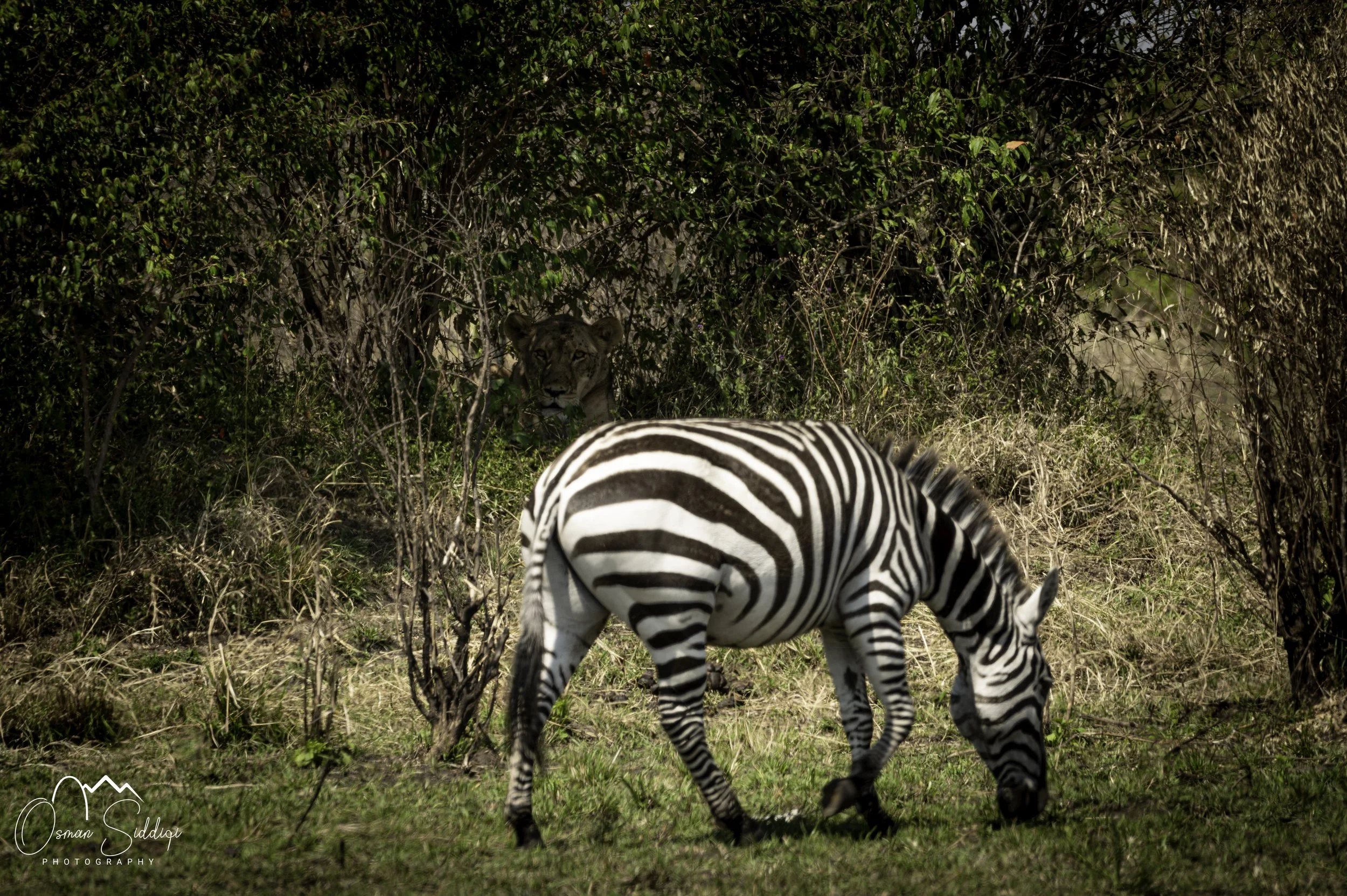 Wild cat in Kenya