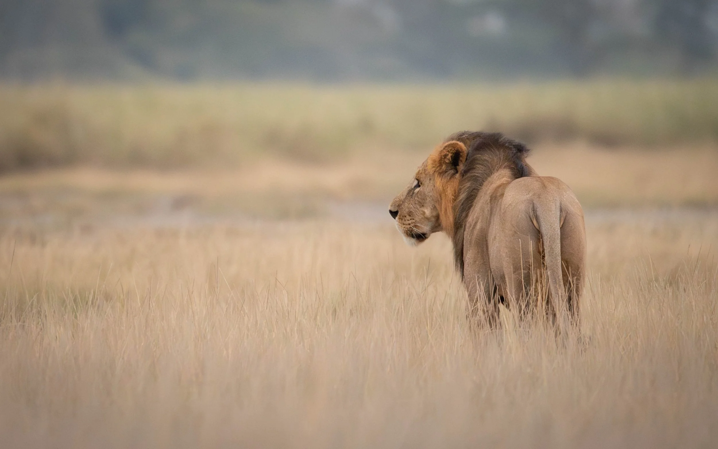 Lion in Amboseli Kenya