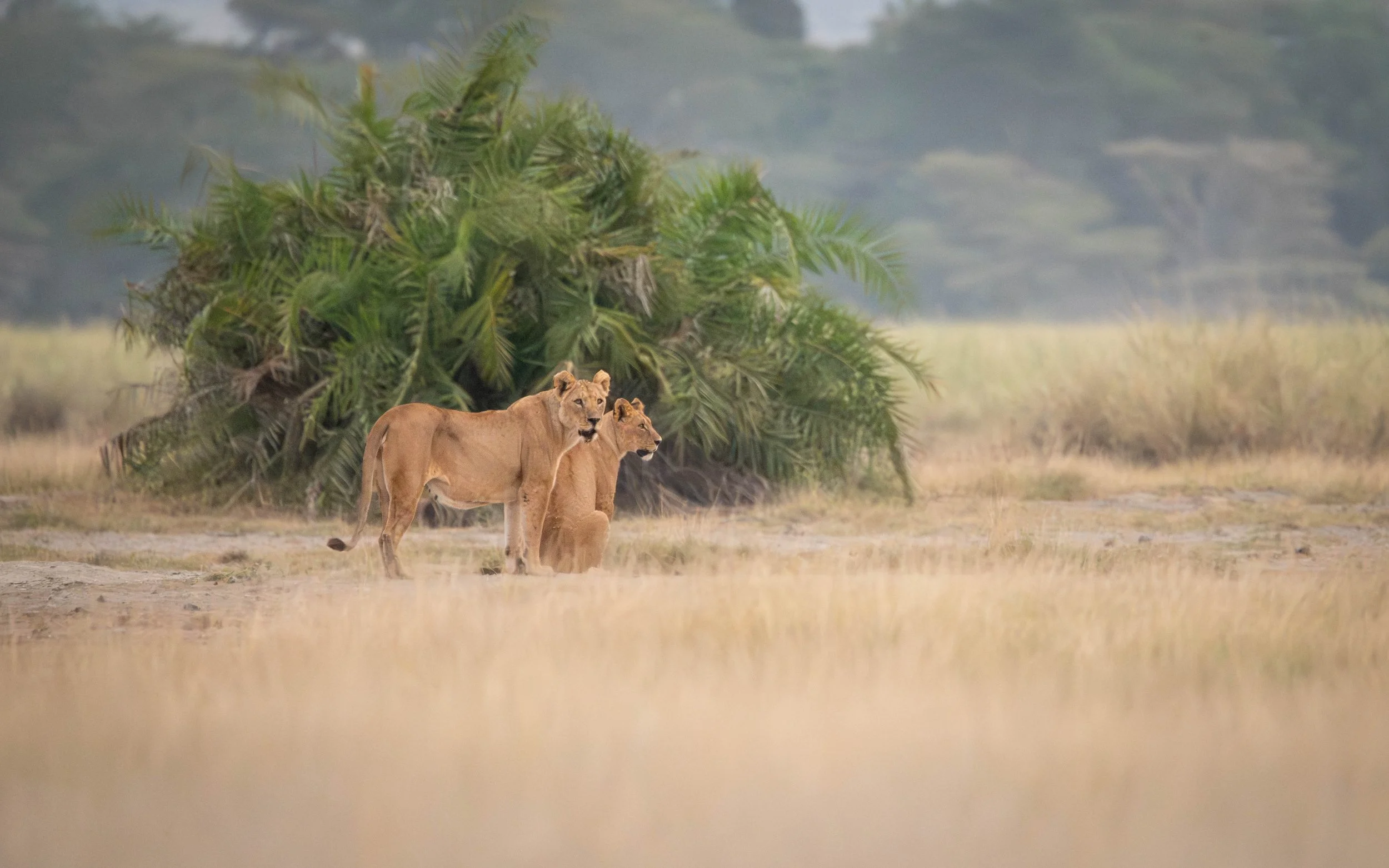 Lion in Amboseli Kenya