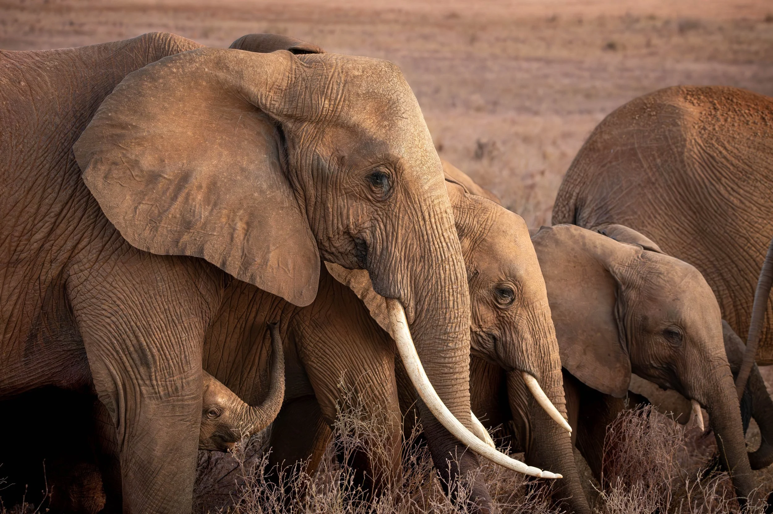 Tsavo