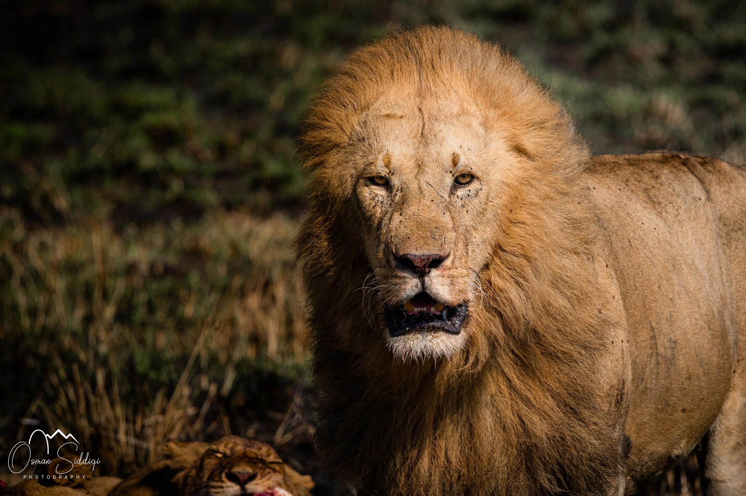 Lion in Amboseli Kenya, posing after a meal