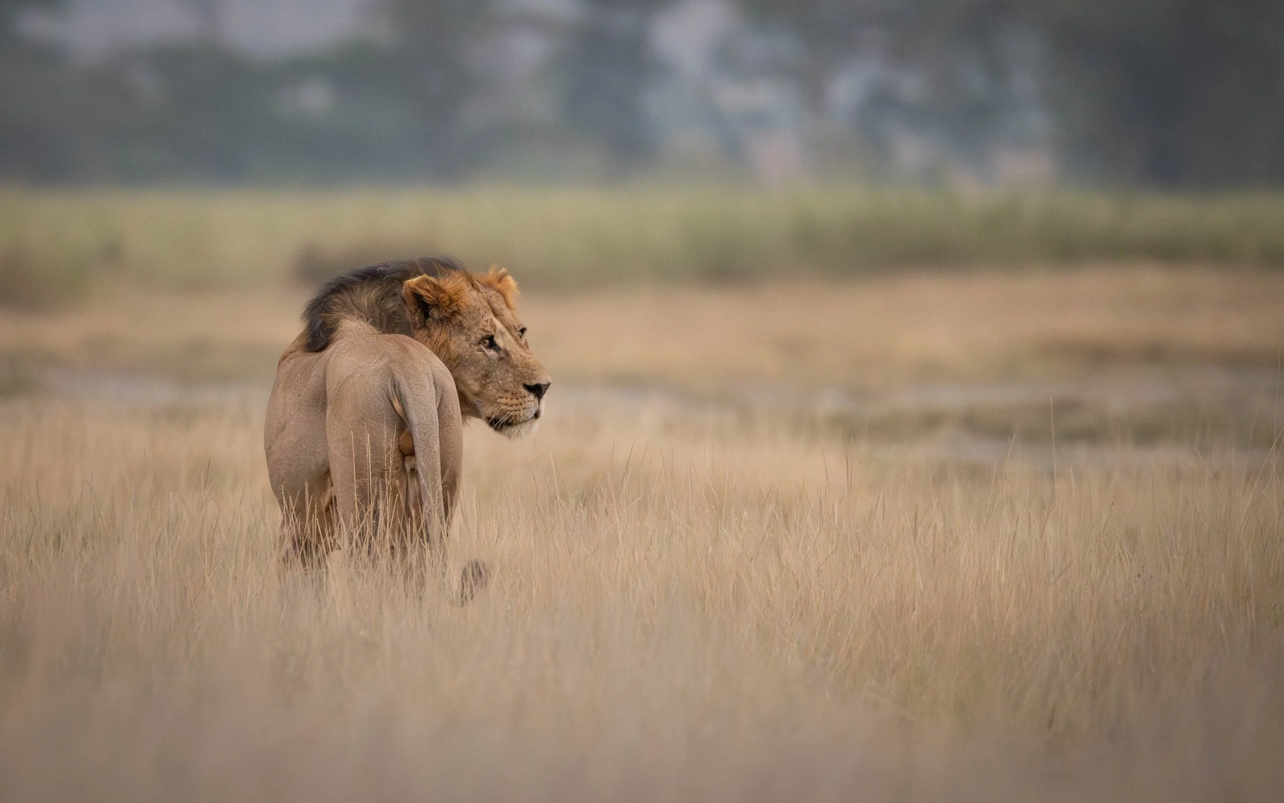 Lion in Amboseli Kenya