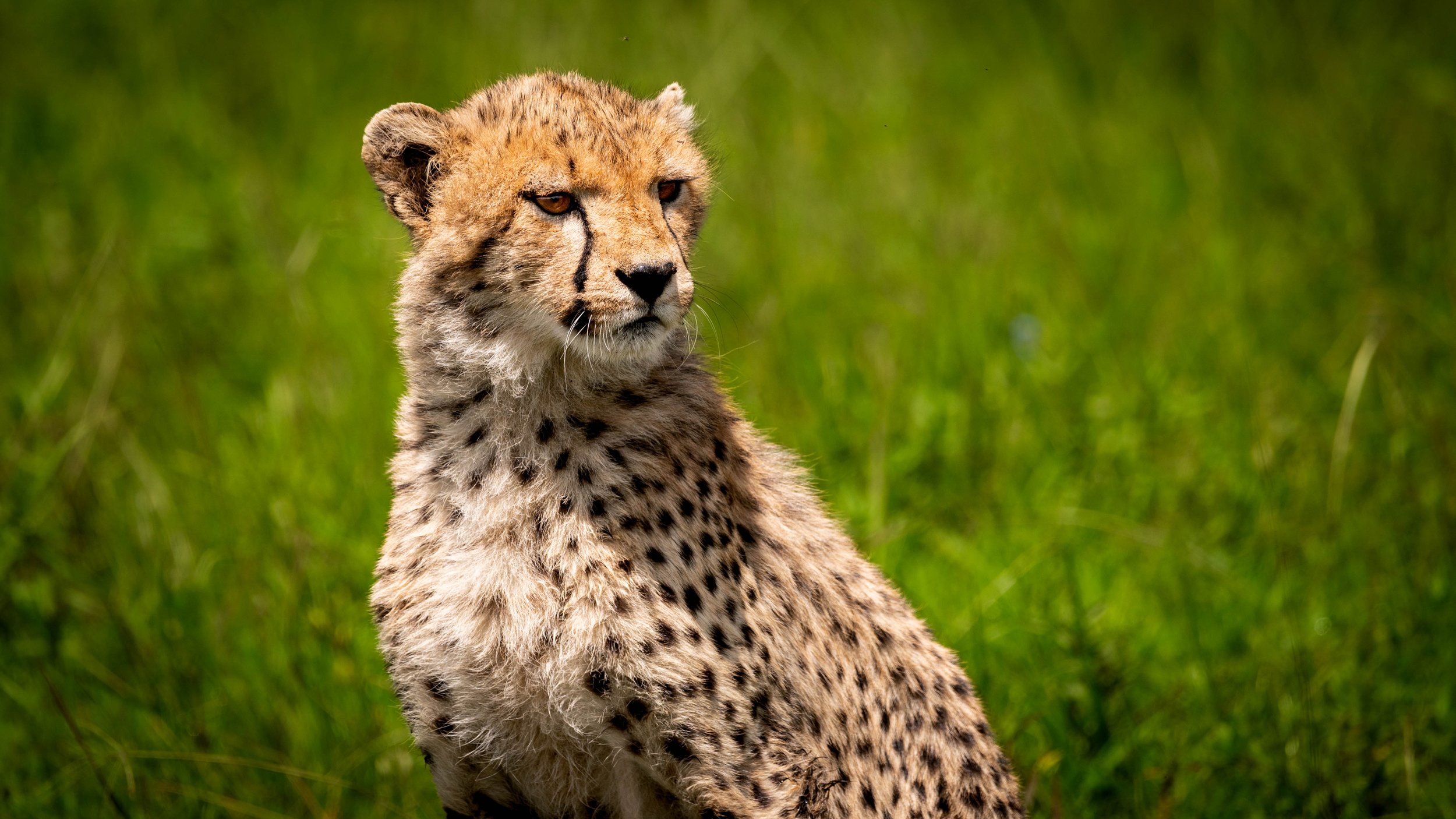 Cheetah cub posing in Nairobi