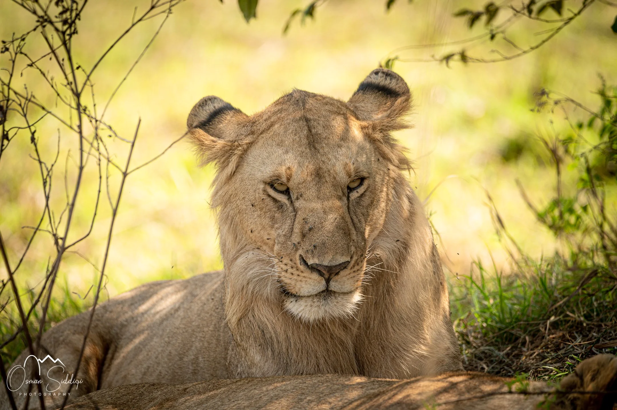 Wild cat in Kenya