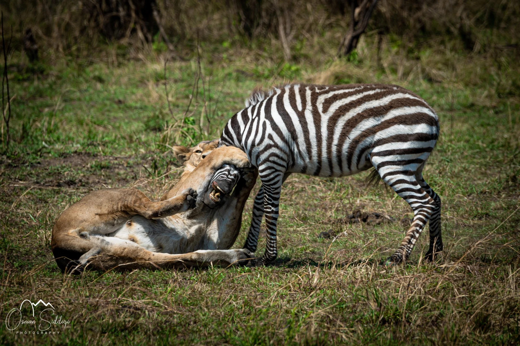 Lion hunting a zebra