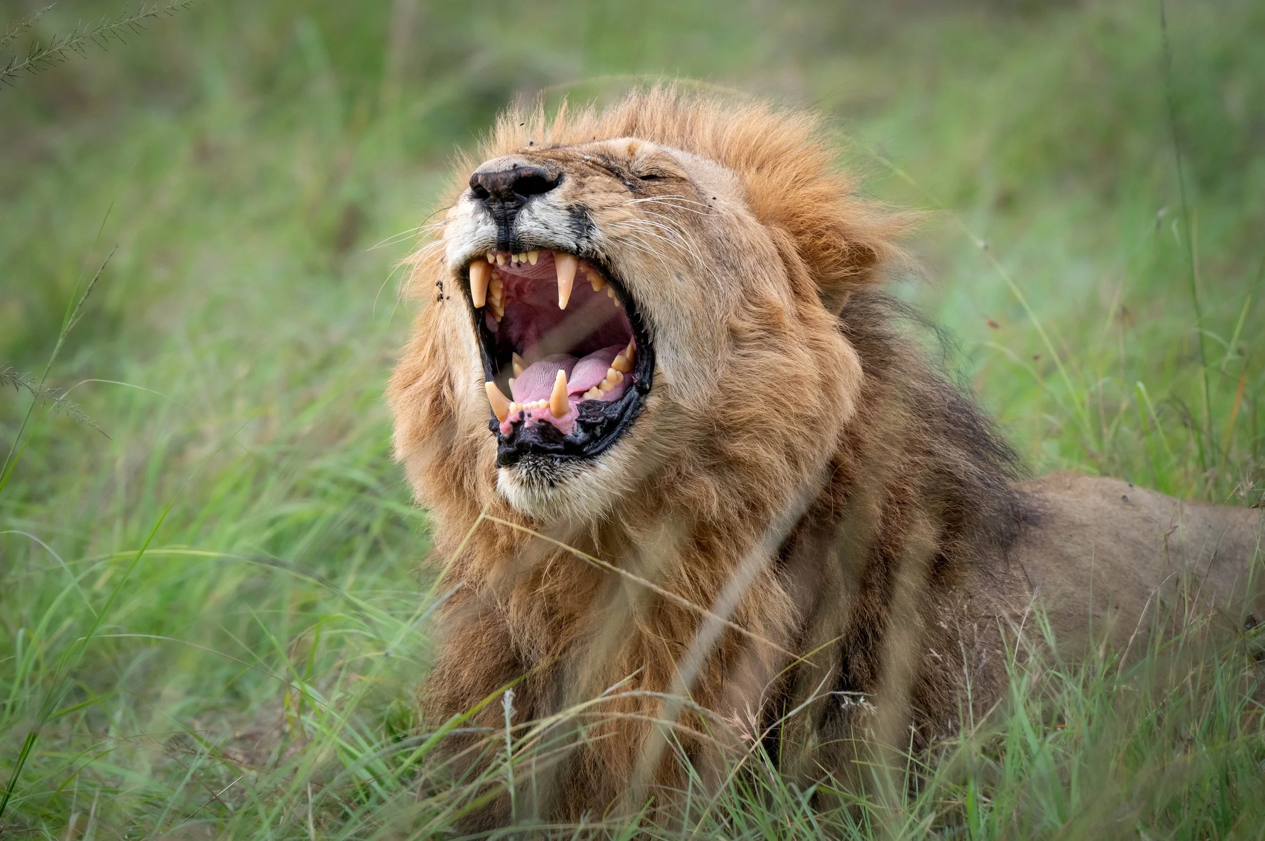 Wild cat in Masai Mara