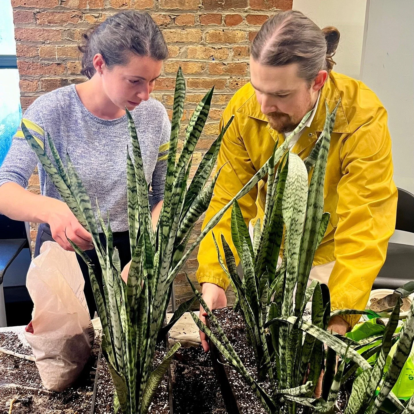 Earth Day looks a little greener around here. Yesterday, STR's Climate Action Committee hosted our annual repotting party, giving our office plants some well-deserved new homes and welcoming a few new green friends into the mix.

It&rsquo;s a small t