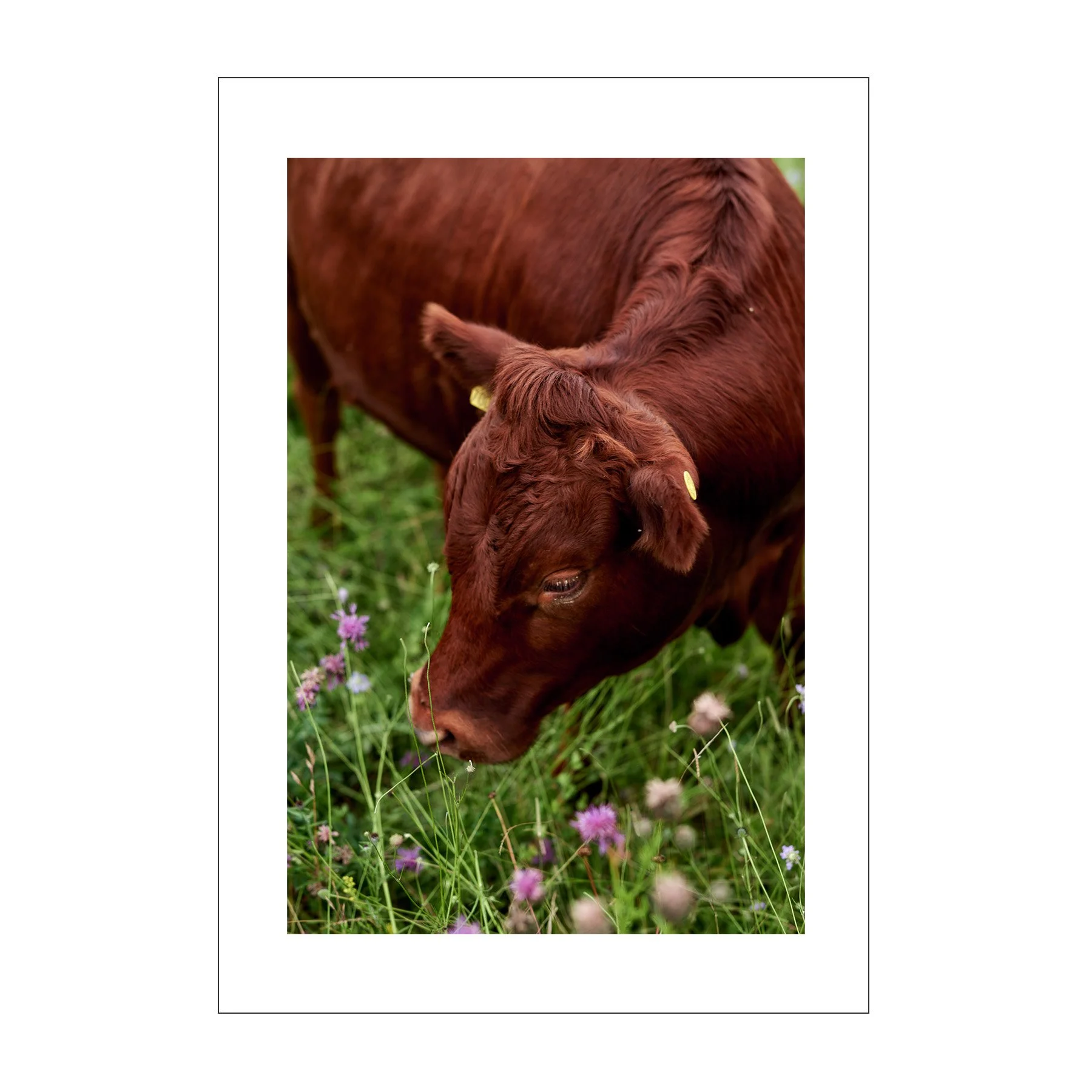 brown_cow_portrait_frame.jpg