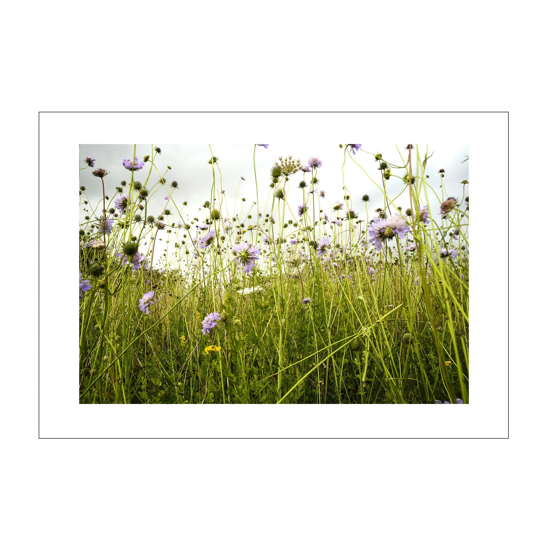 meadow_frame.jpg
