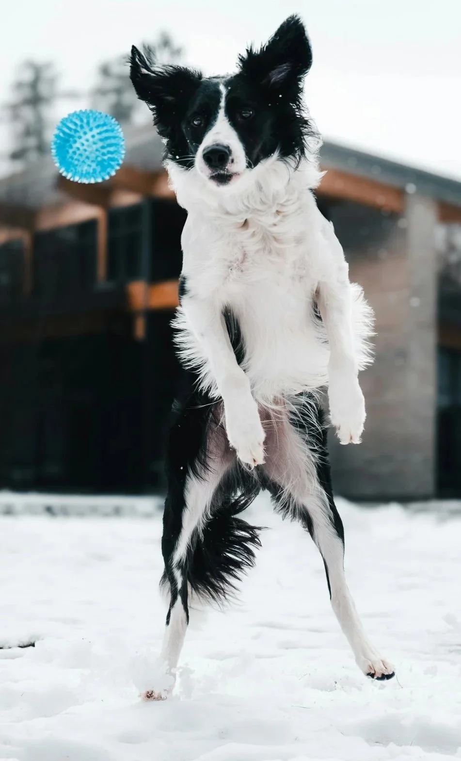 Dog jumping for ball