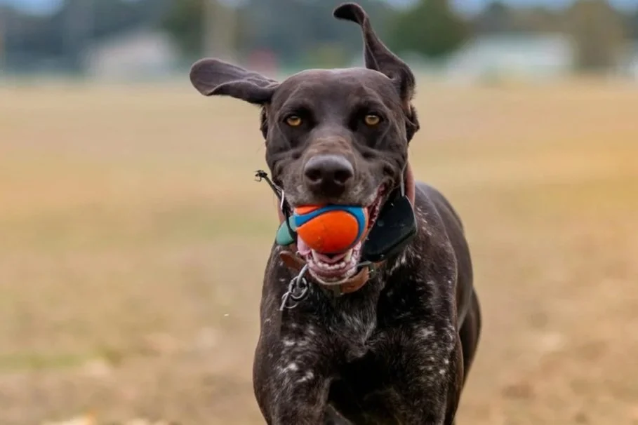 Like a Dog on a Ball: The Mindset Elite Wrestlers Learn to Trust