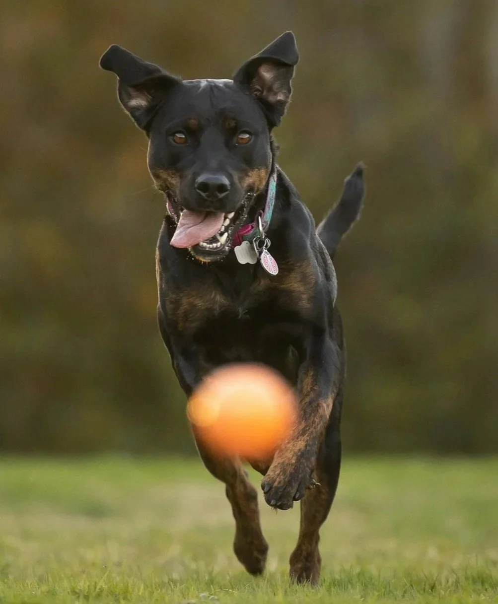 Dog Chasing Ball