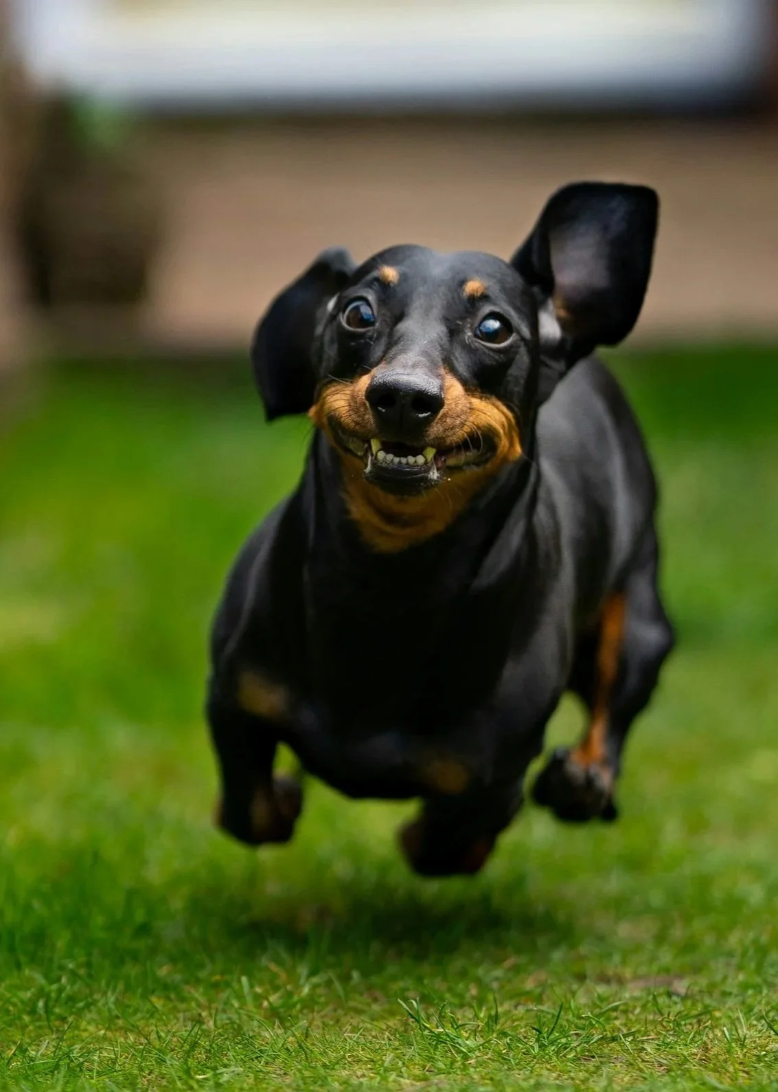 Weiner dog running