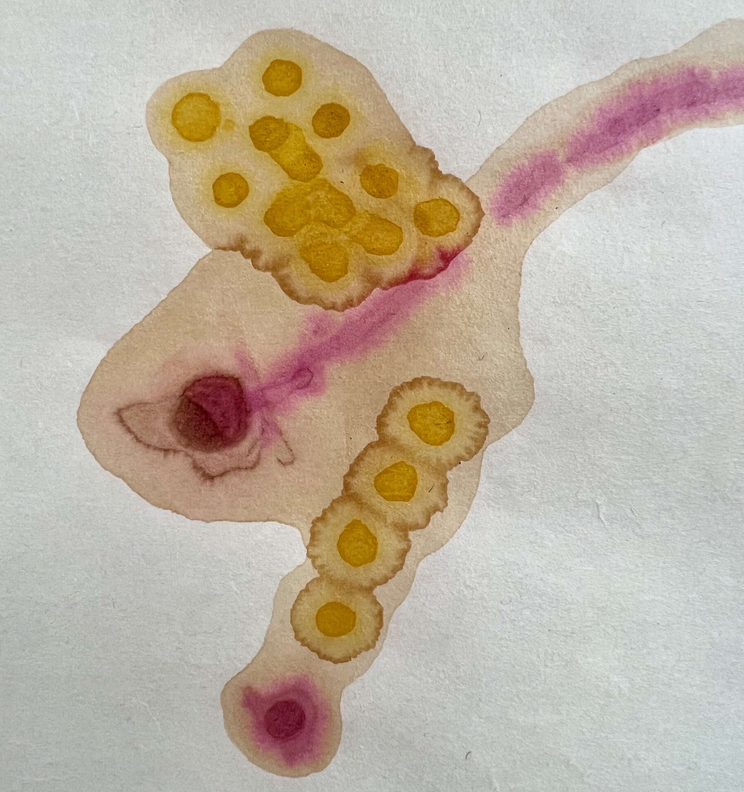 propolis.jpg
