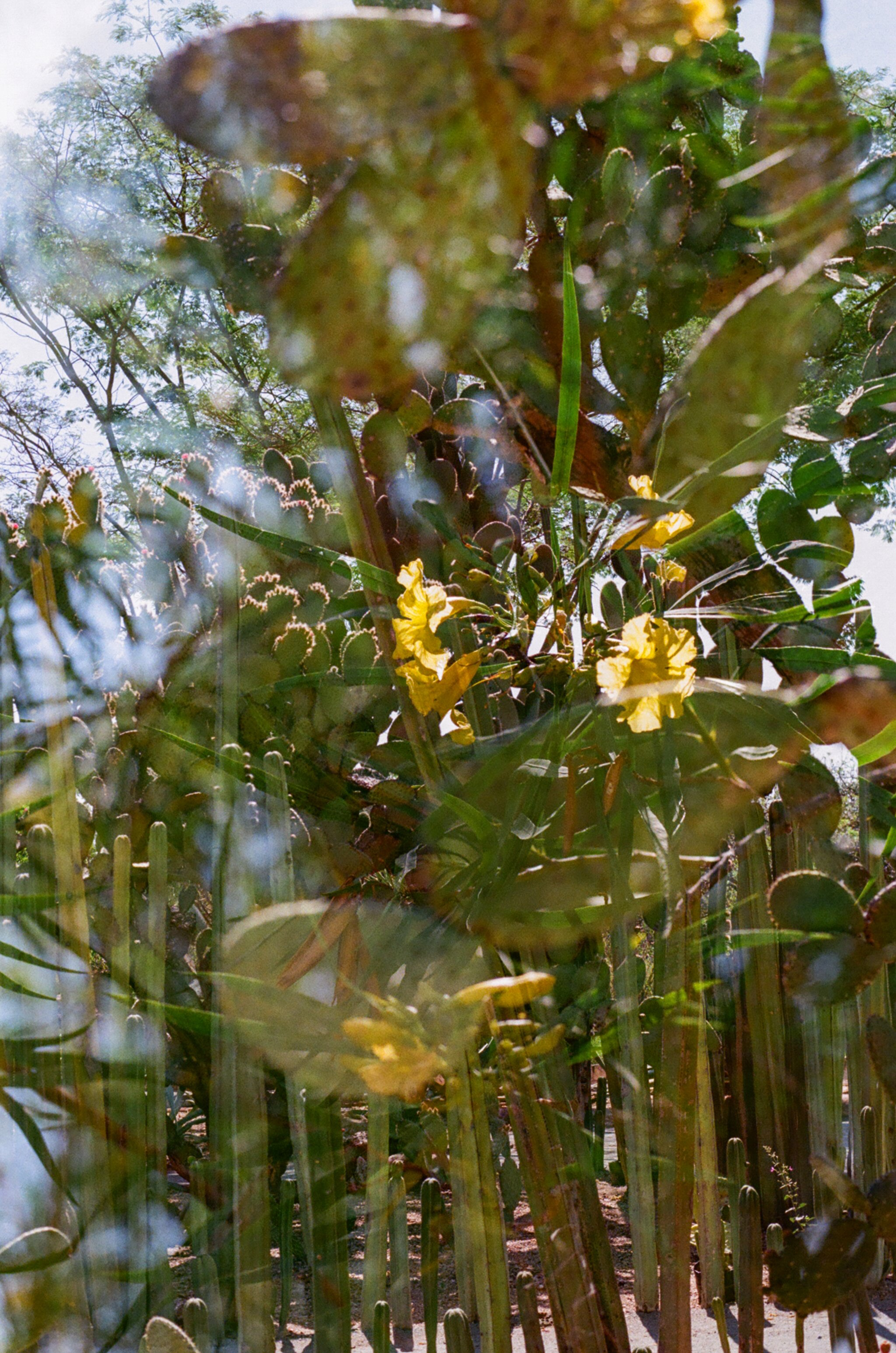 57260029.jpg