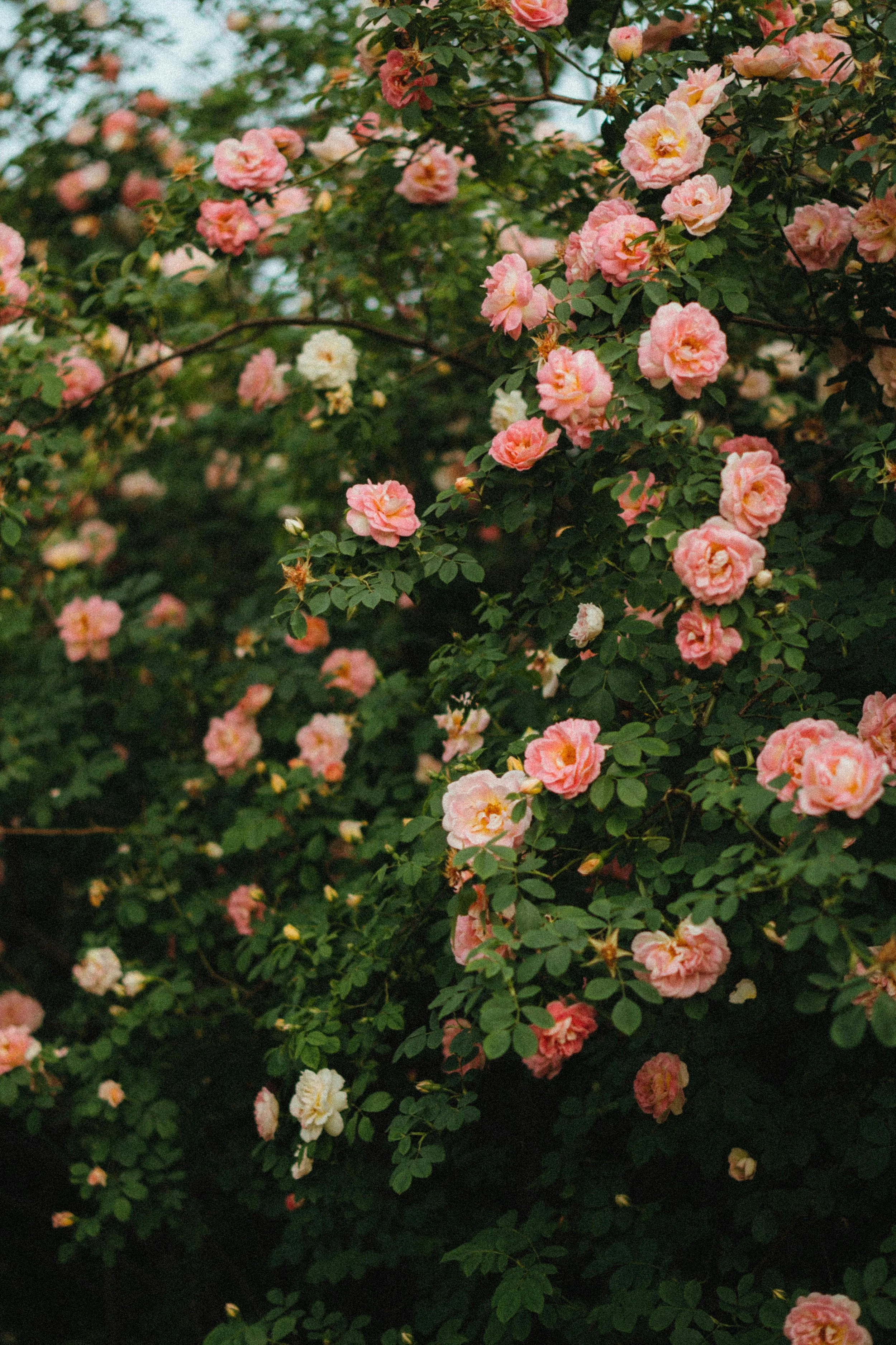 Close-up of pink and white roses blooming on a lush green bush.