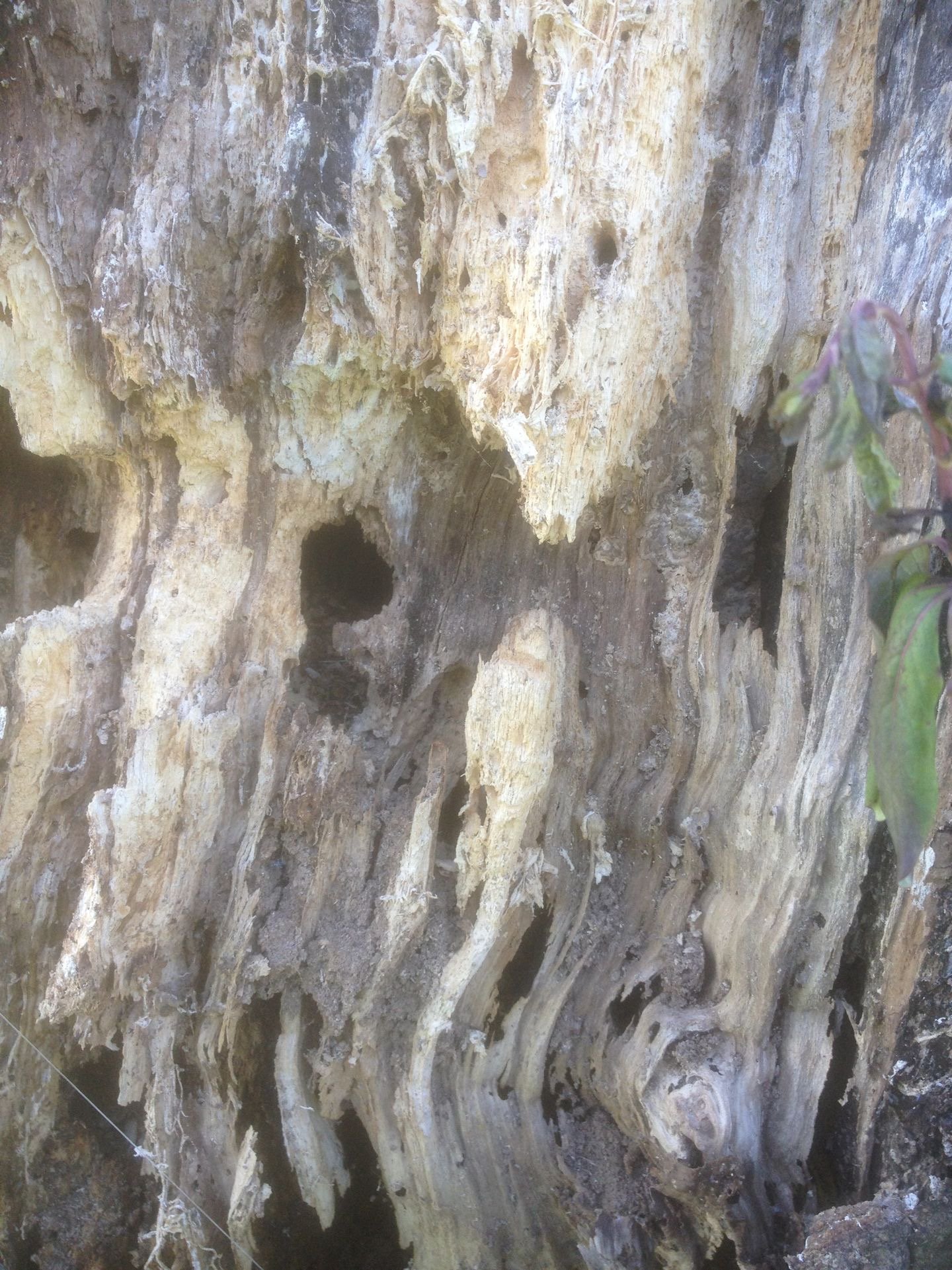 old man of the woods.jpg